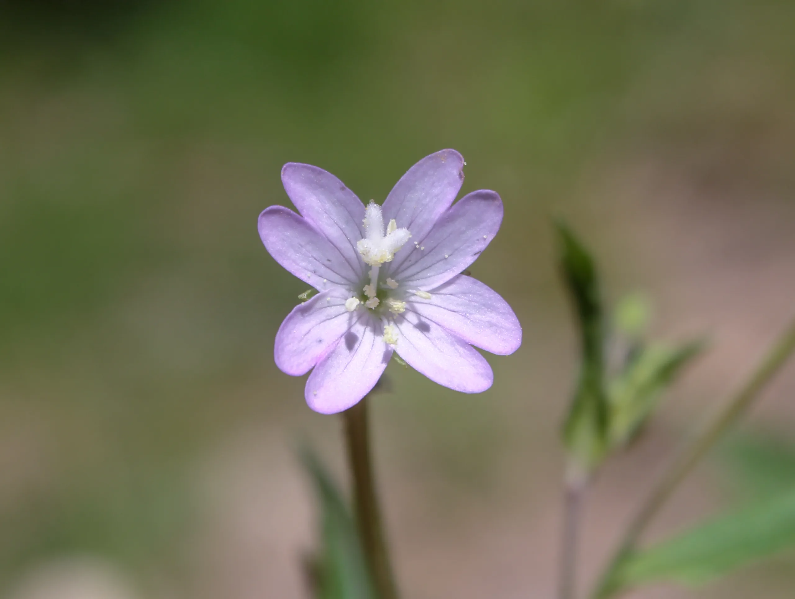 Epilobium montanum (Dağ yakıotu)