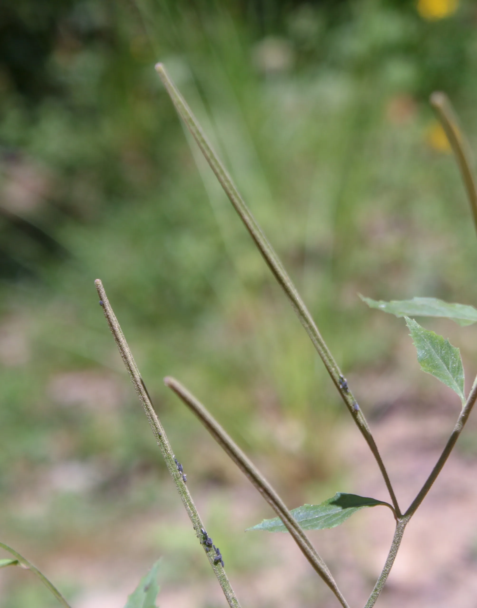 Epilobium montanum