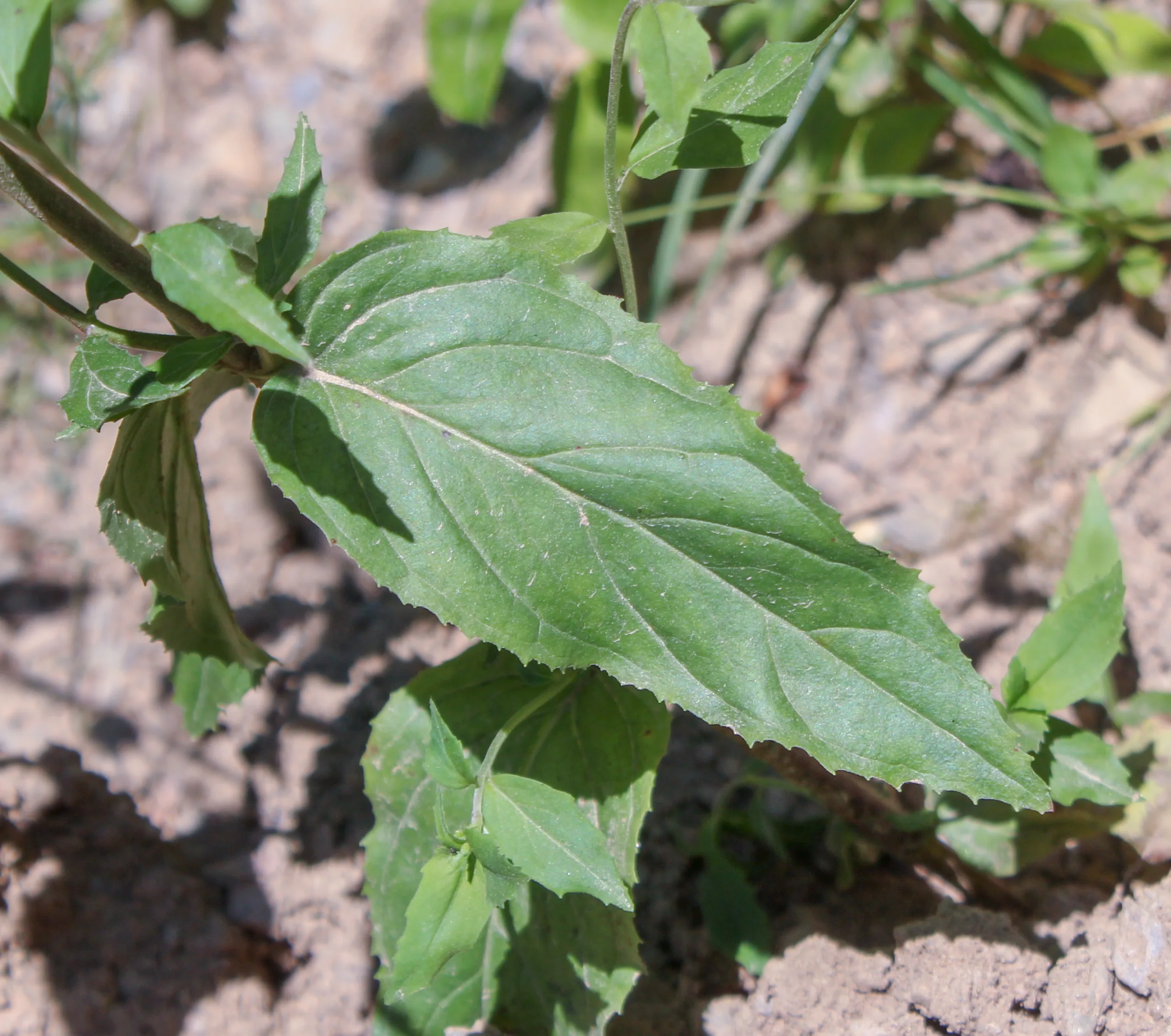 Epilobium montanum