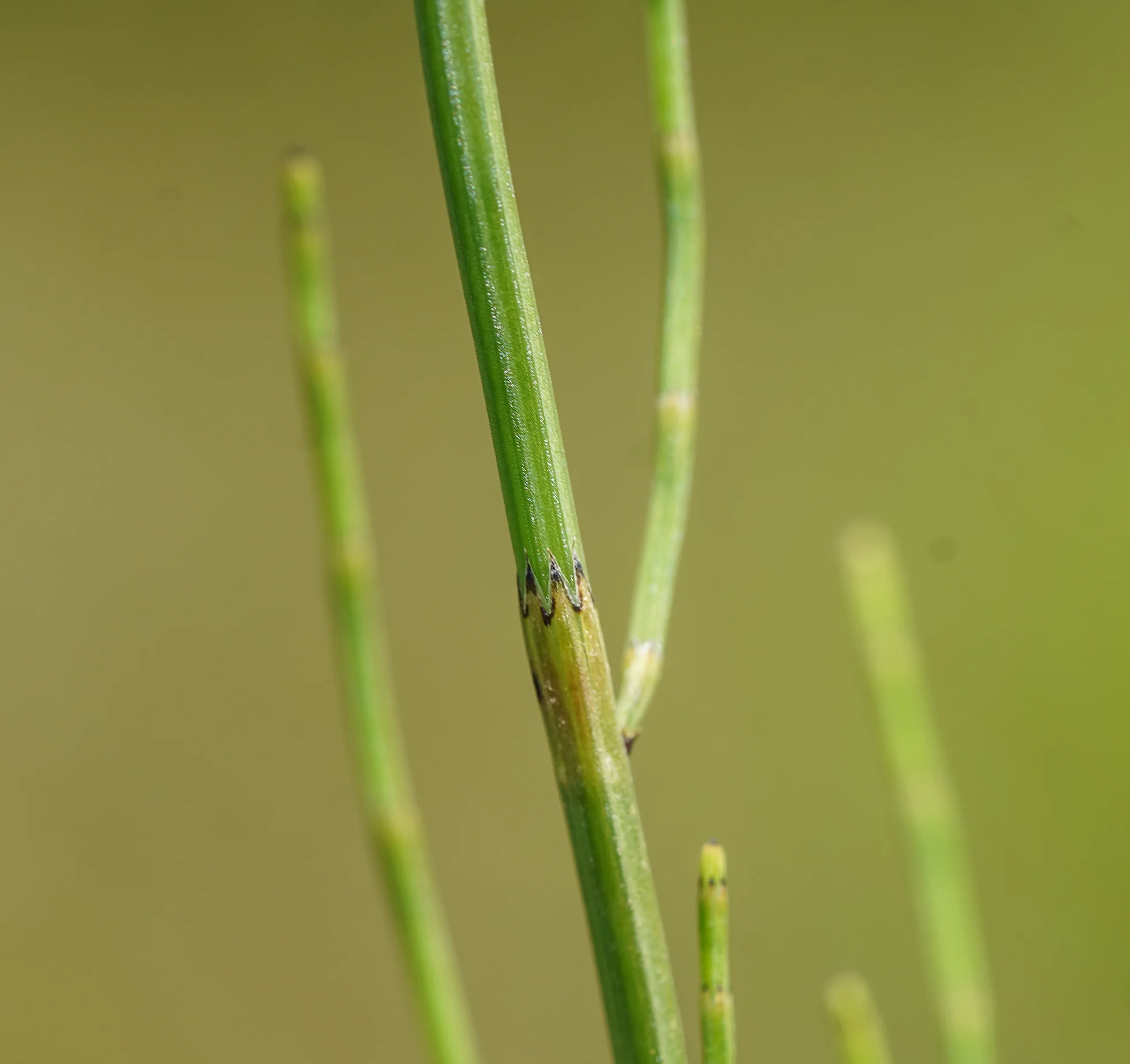 Equisetum arvense