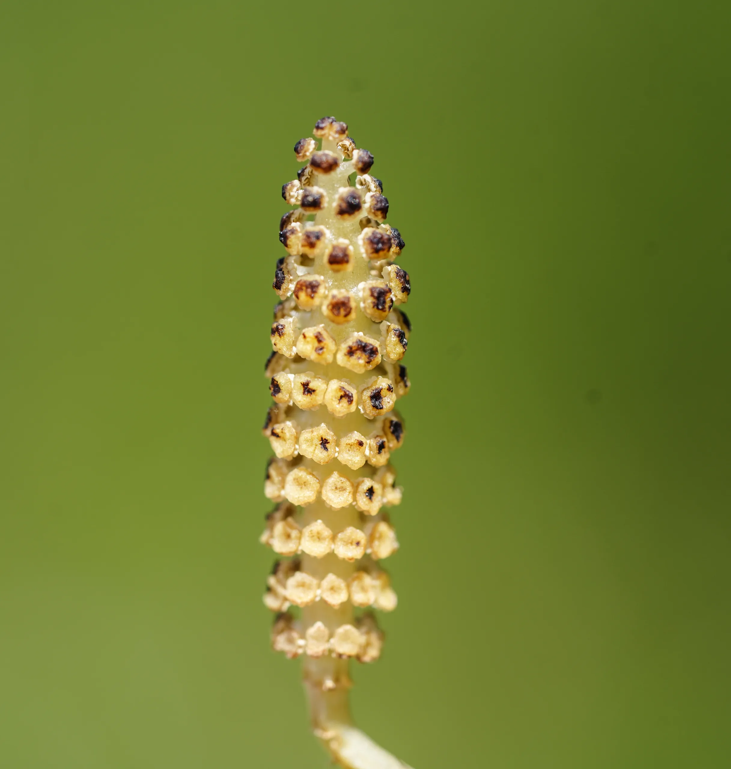 Equisetum arvense
