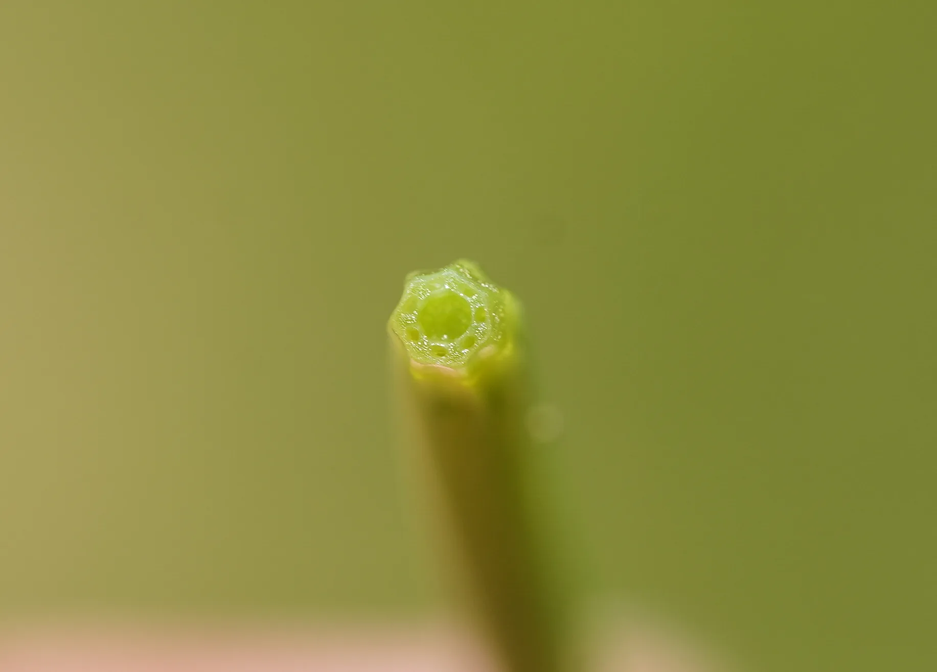 Equisetum arvense