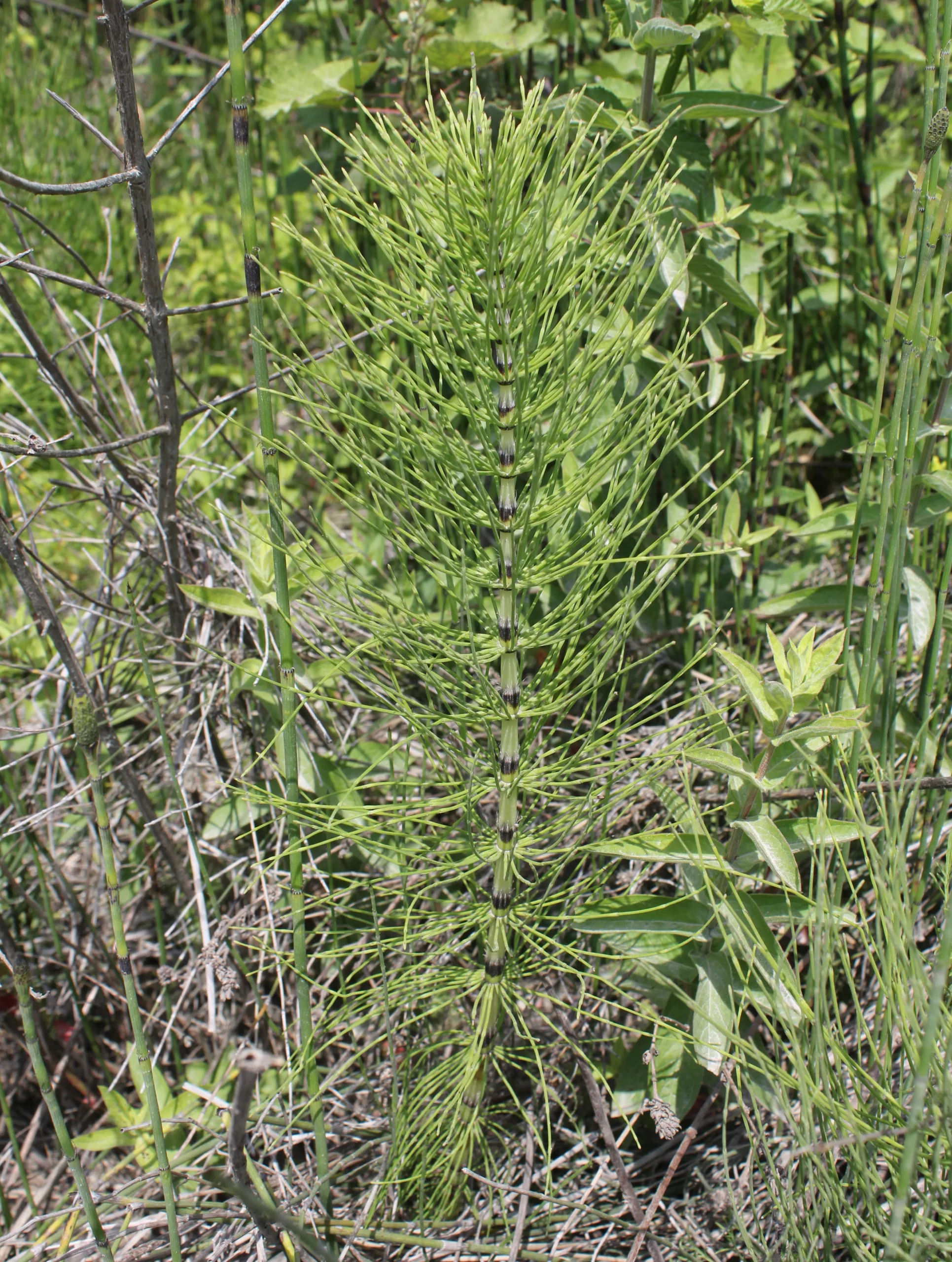 Equisetum telmateia