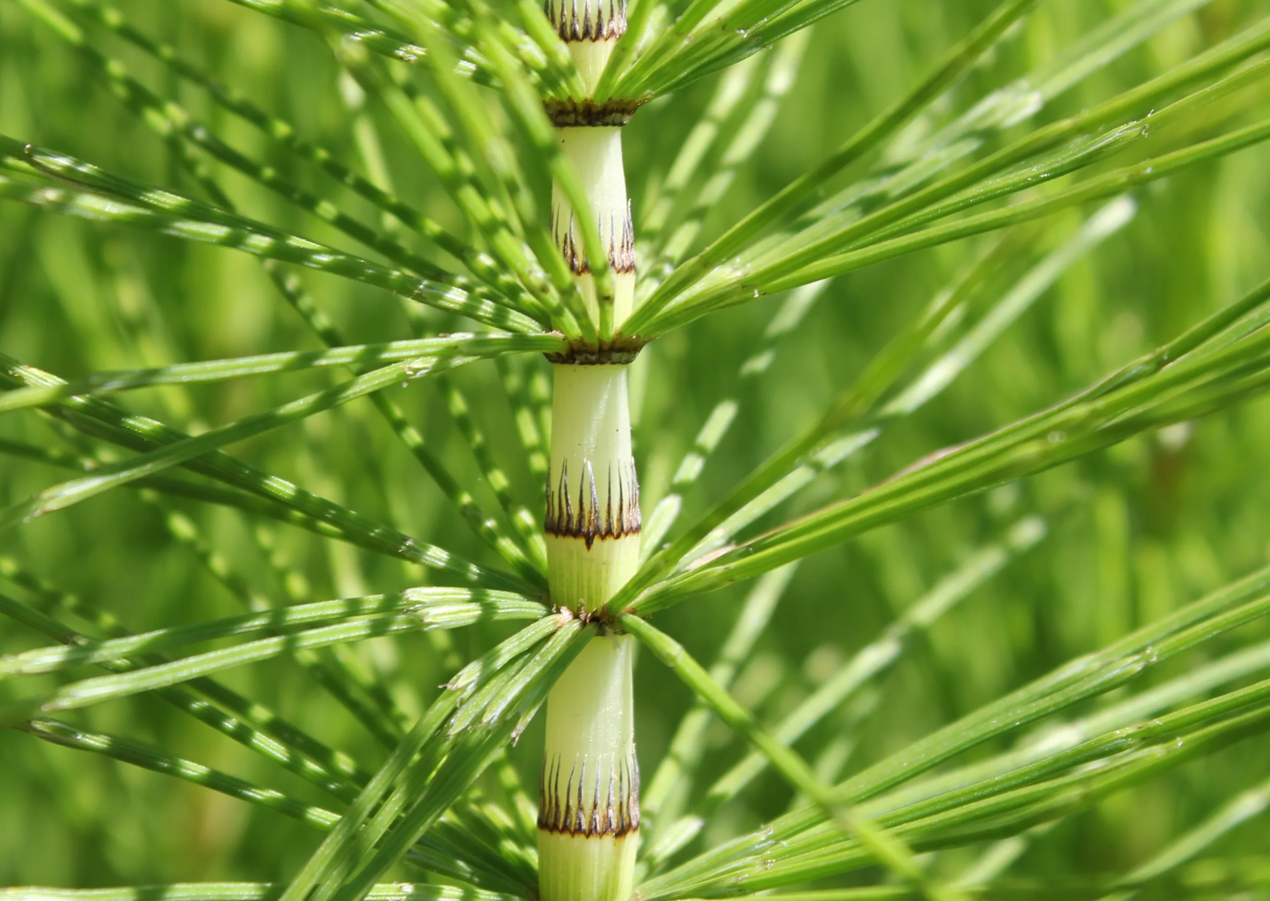 Equisetum telmateia