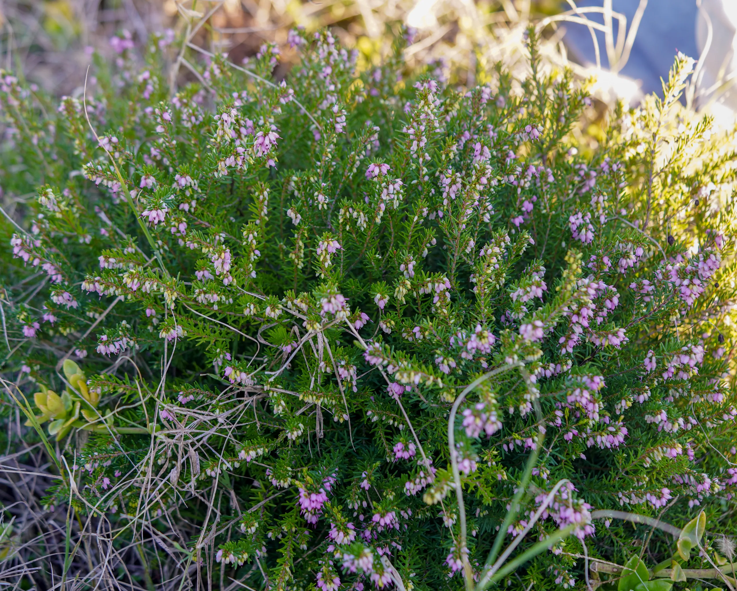 Erica carnea