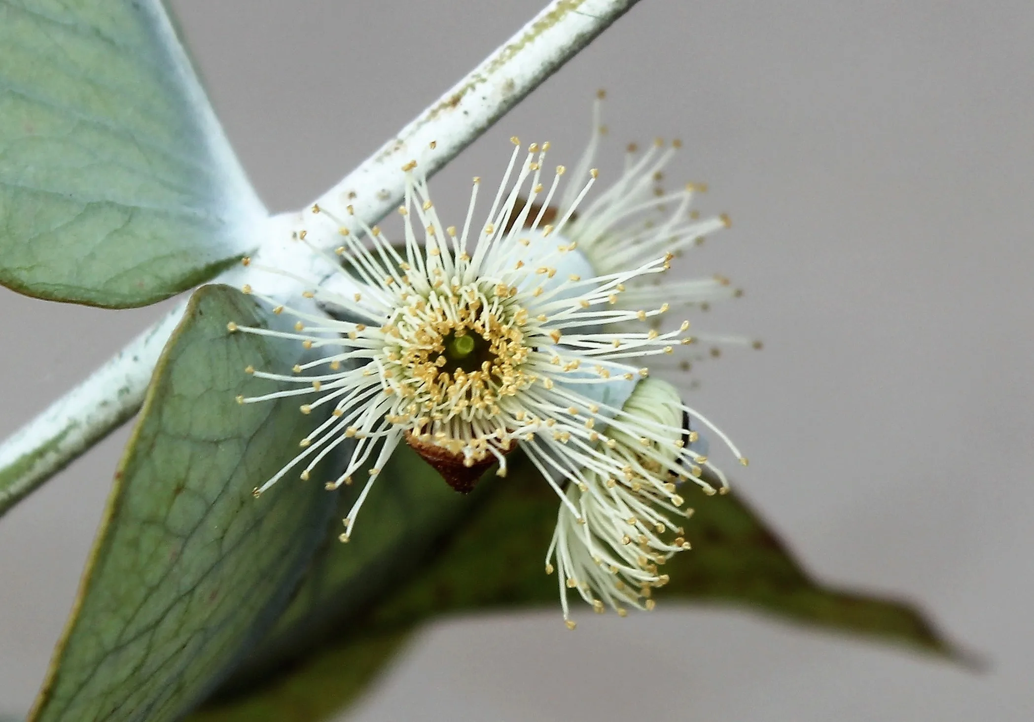 Eucalyptus gunnii (Elma sakızı)