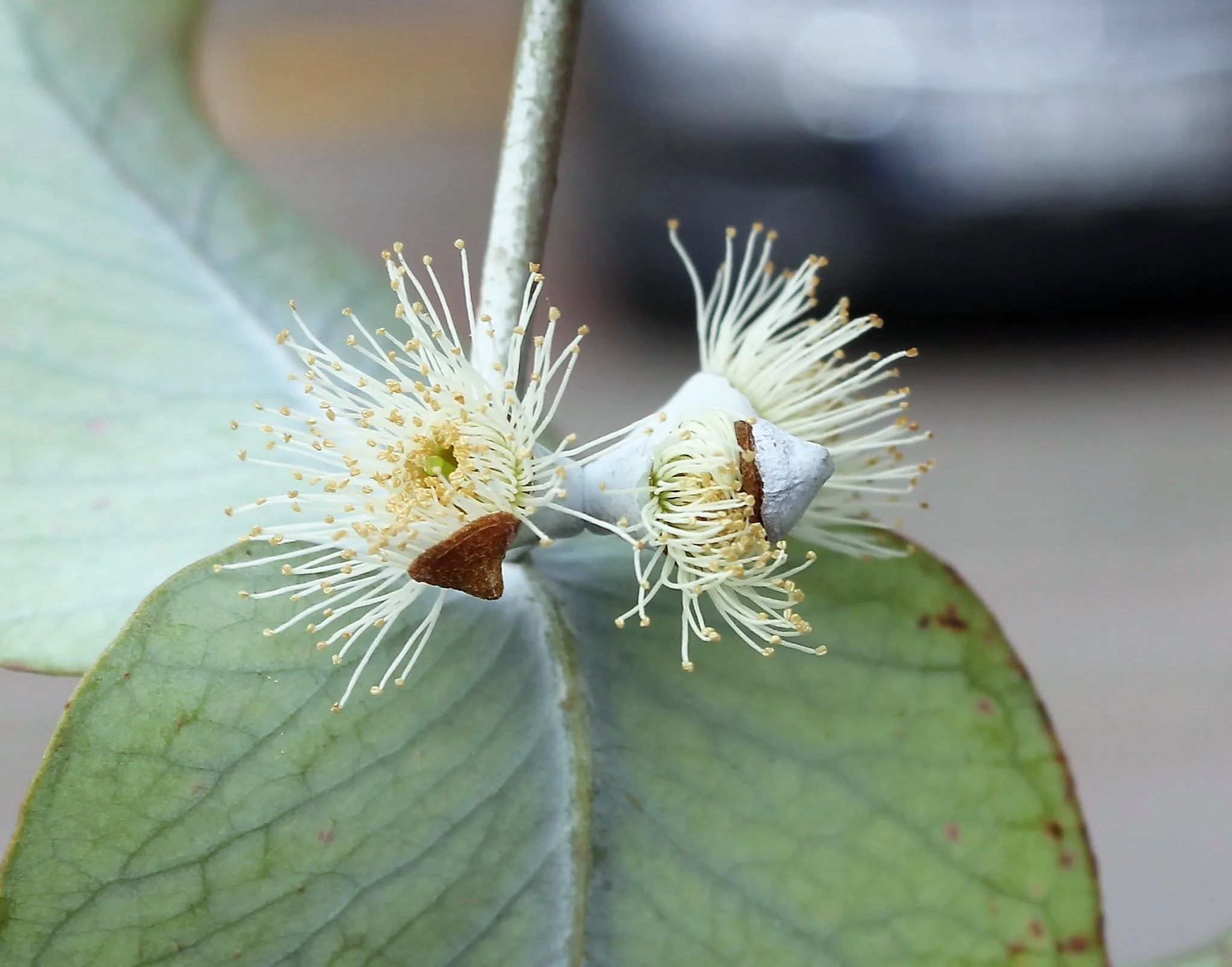 Eucalyptus gunnii