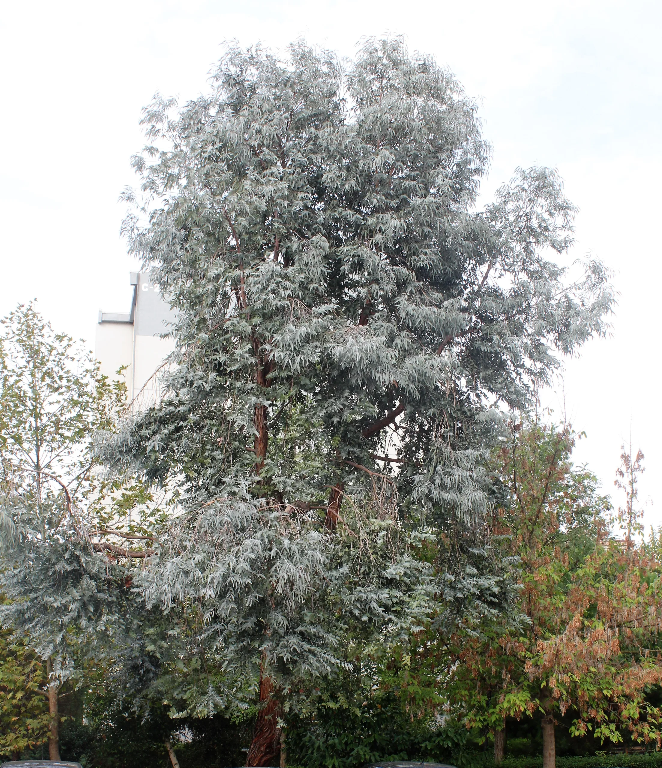 Eucalyptus gunnii