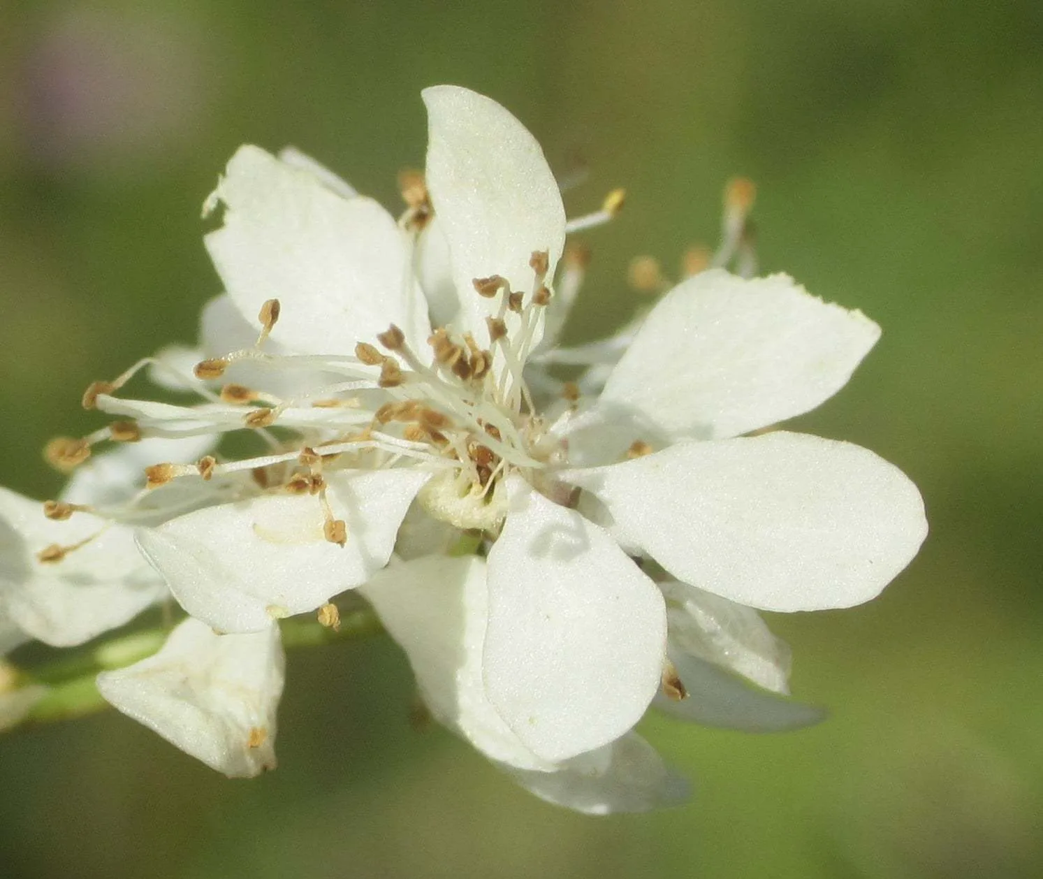 Filipendula (Çayırkıraliçesi)