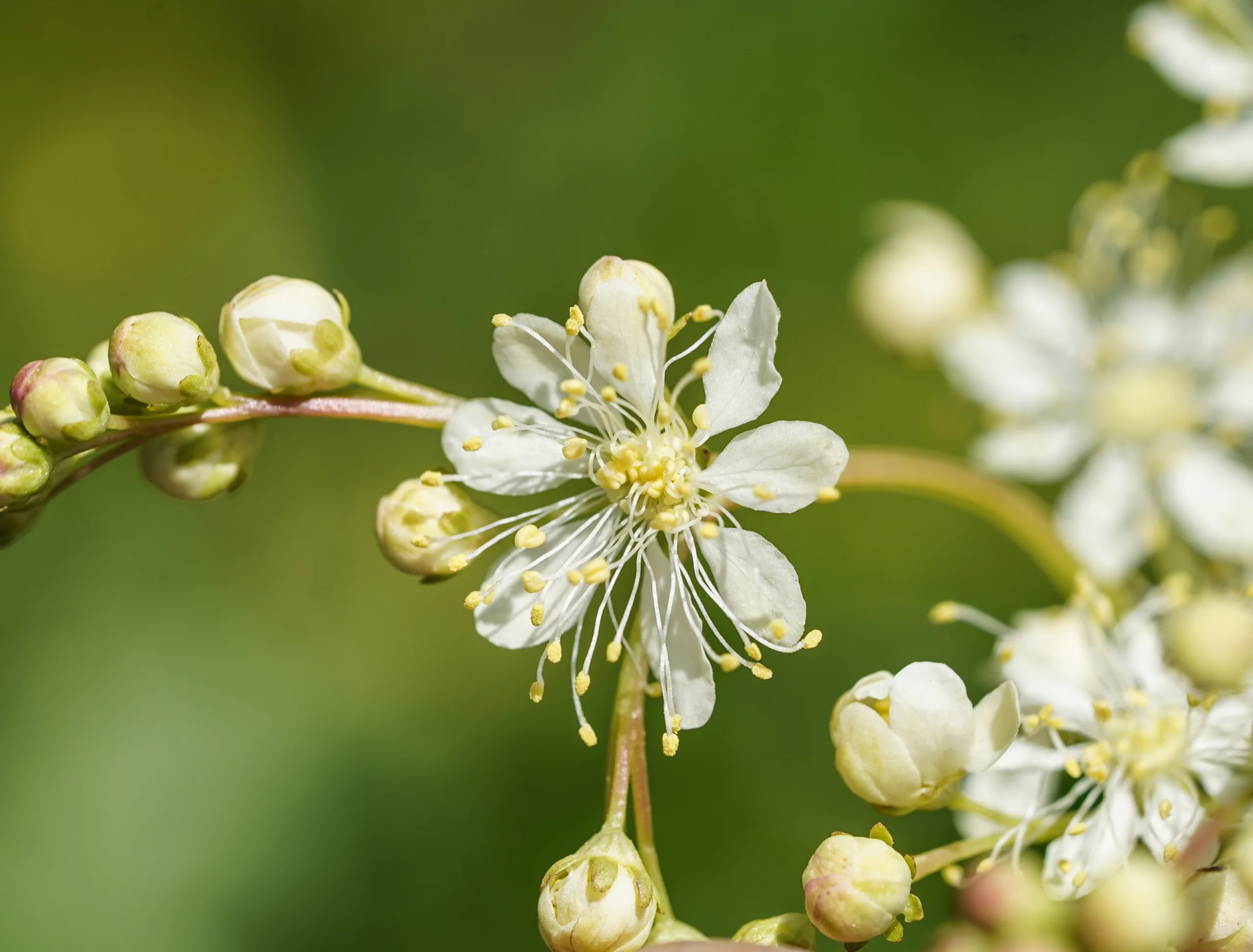 Filipendula (Çayırkıraliçesi)