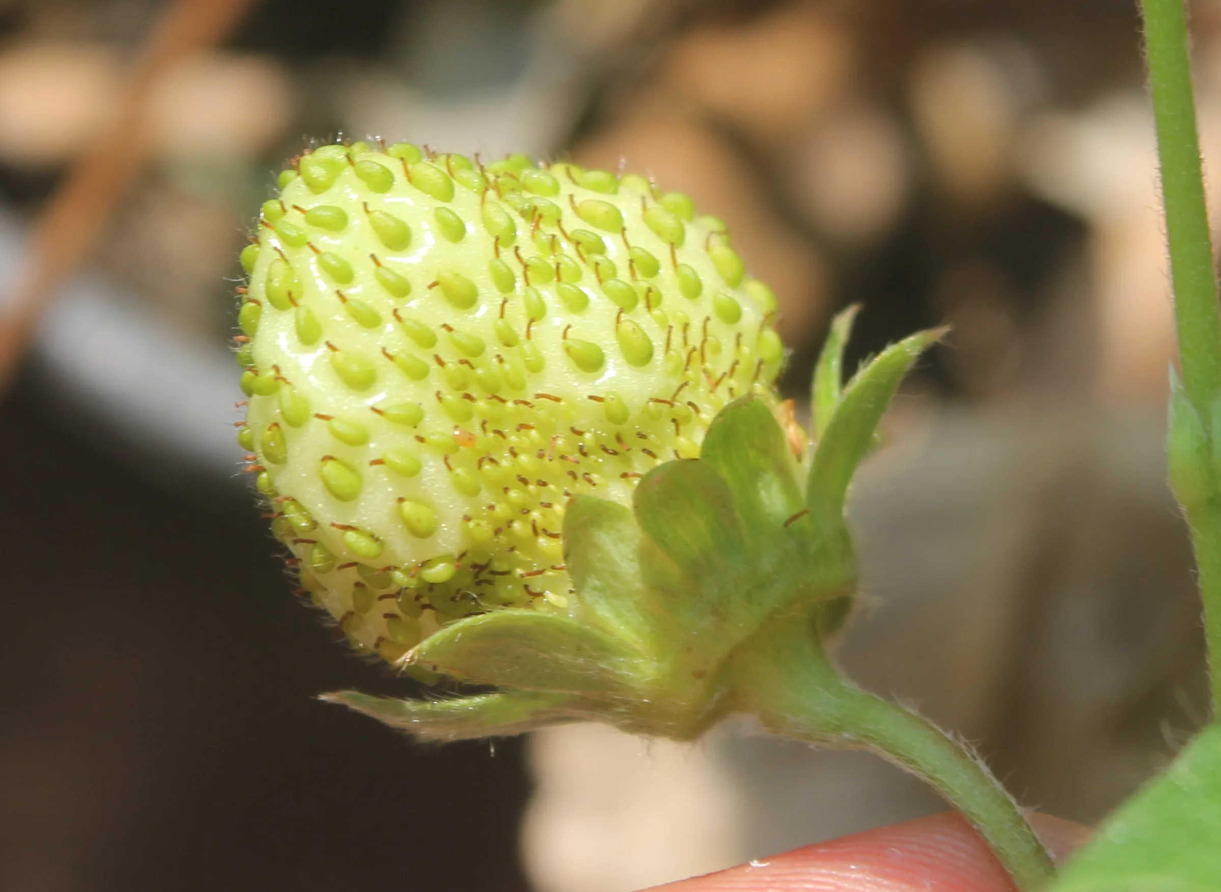 Fragaria × ananassa