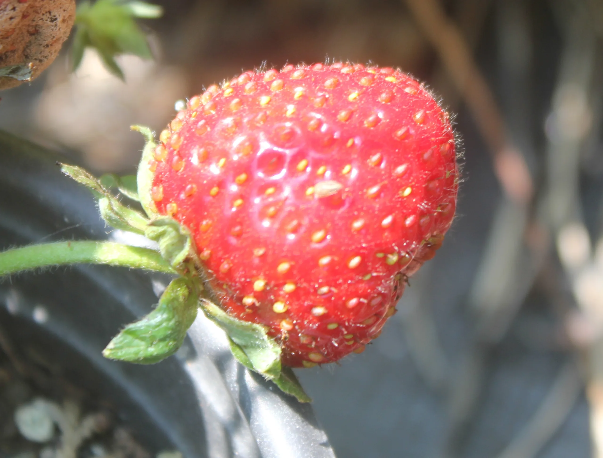 Fragaria × ananassa