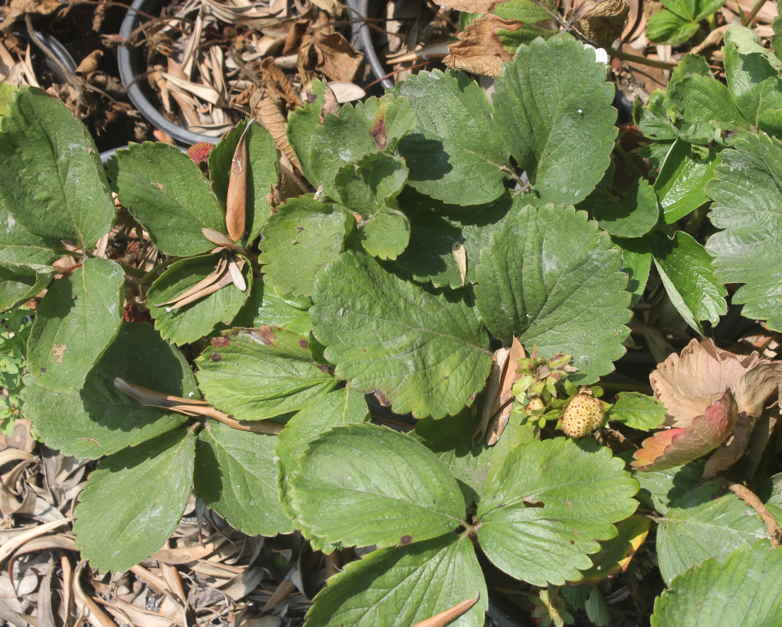 Fragaria × ananassa