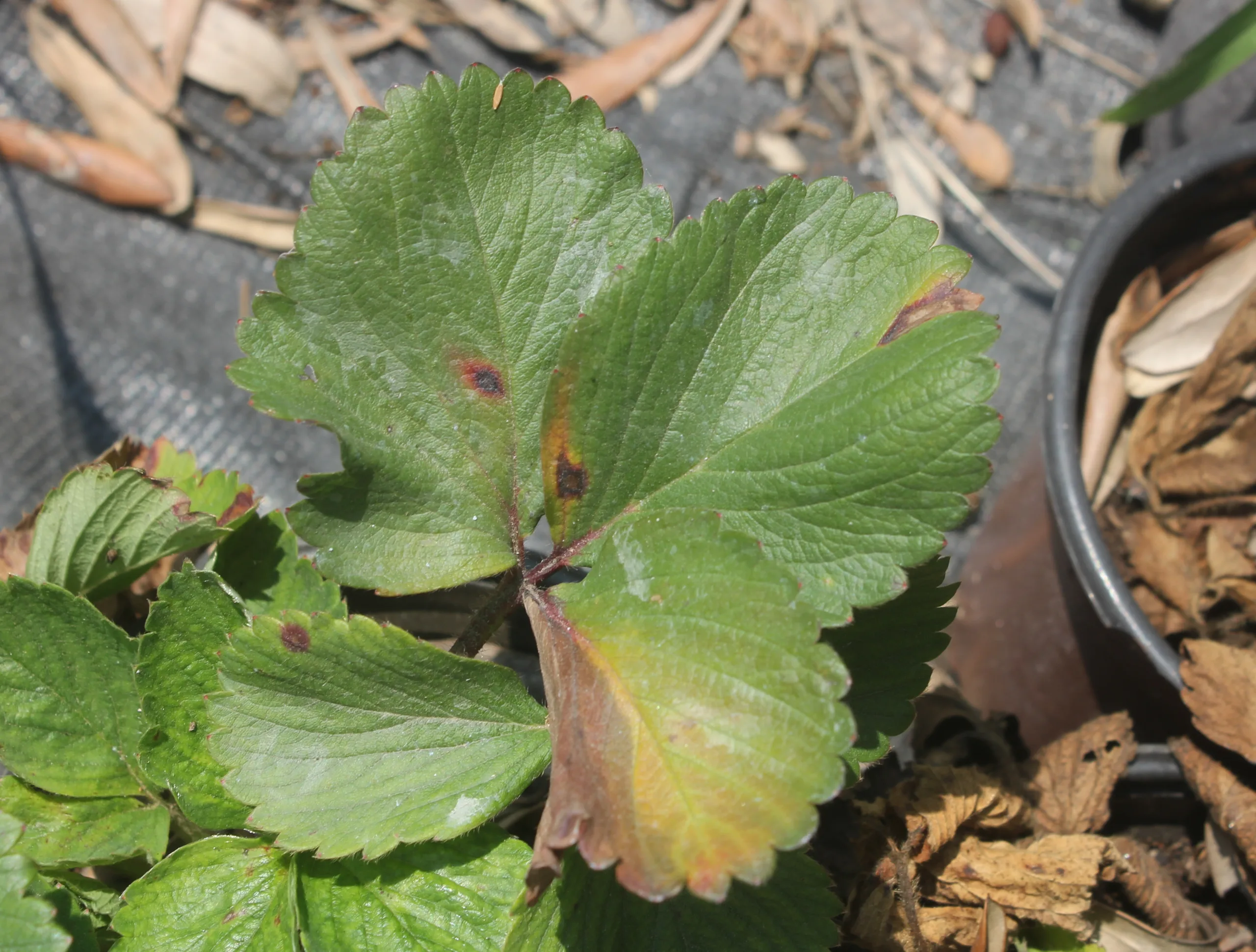 Fragaria × ananassa