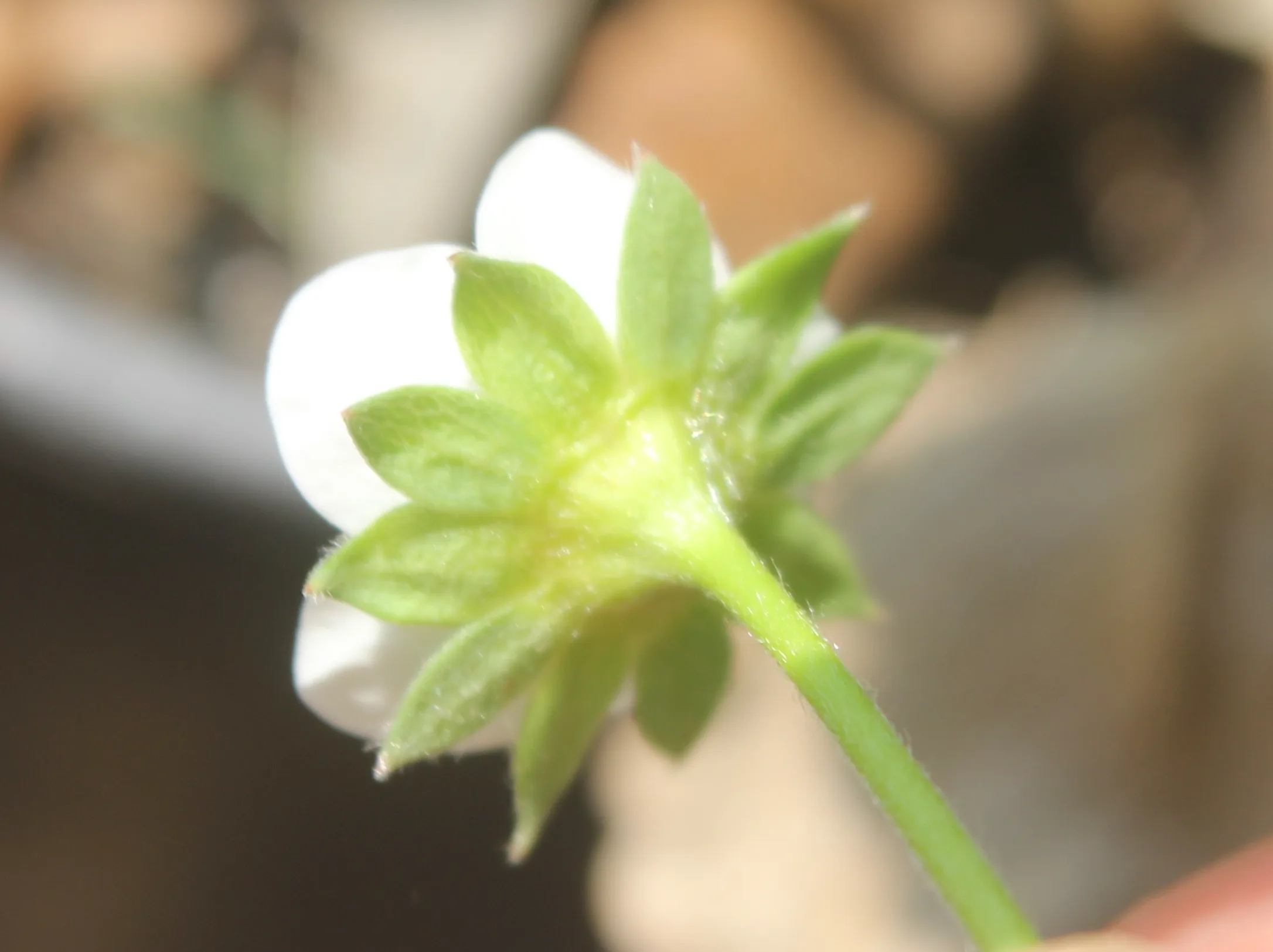 Fragaria × ananassa