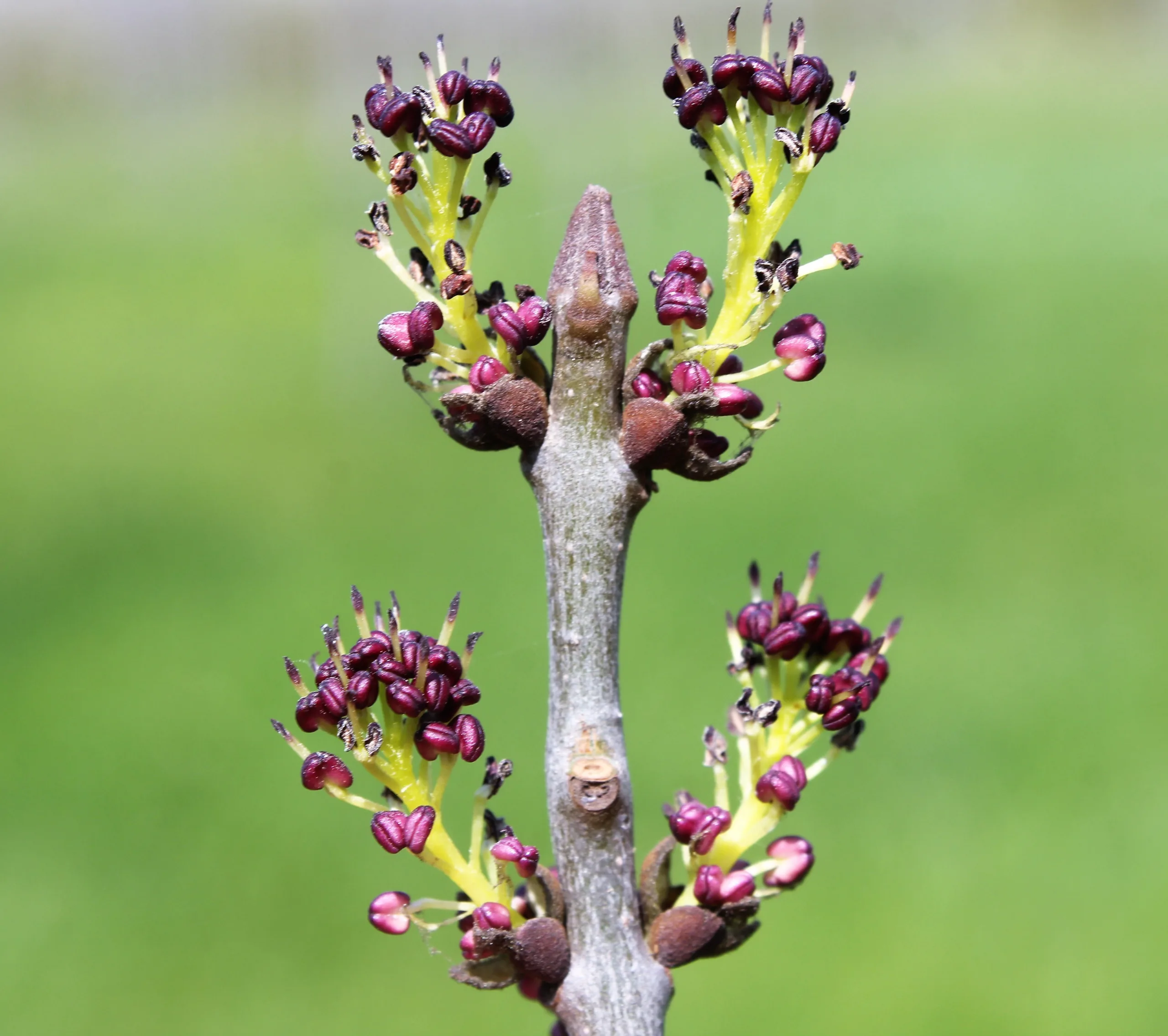 Fraxinus angustifolia subsp. oxycarpa