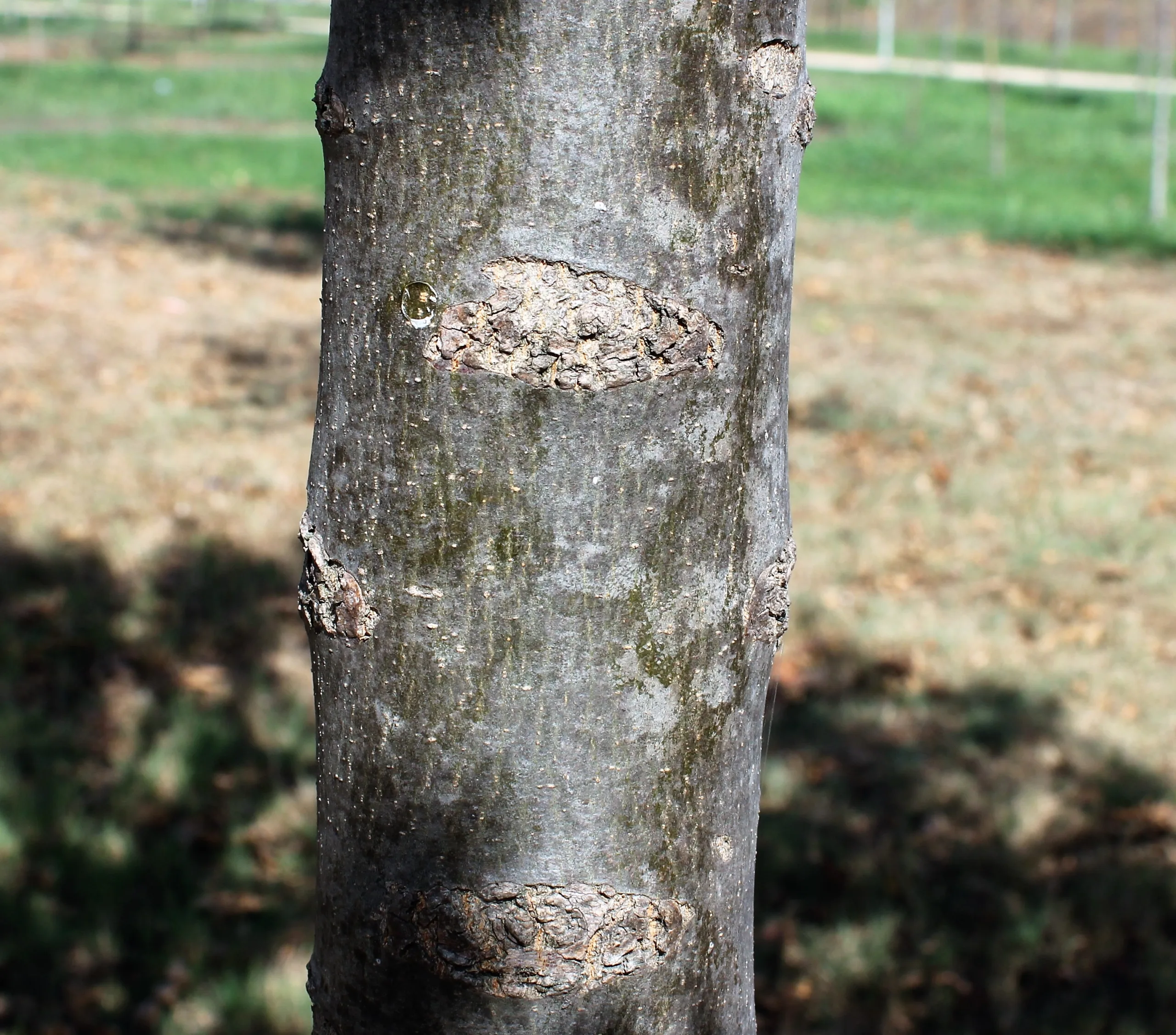 Fraxinus angustifolia subsp. oxycarpa