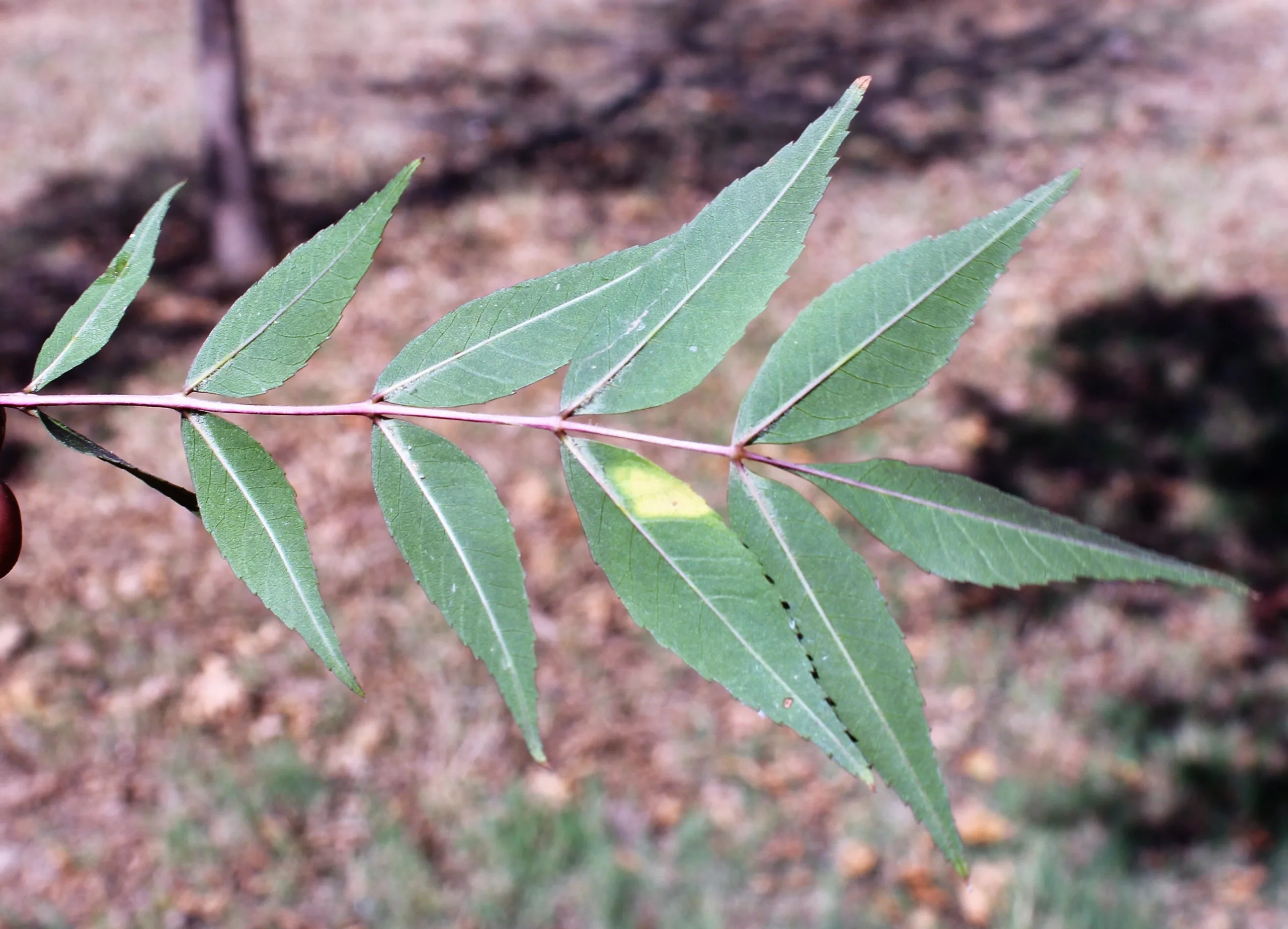 Fraxinus angustifolia subsp. oxycarpa