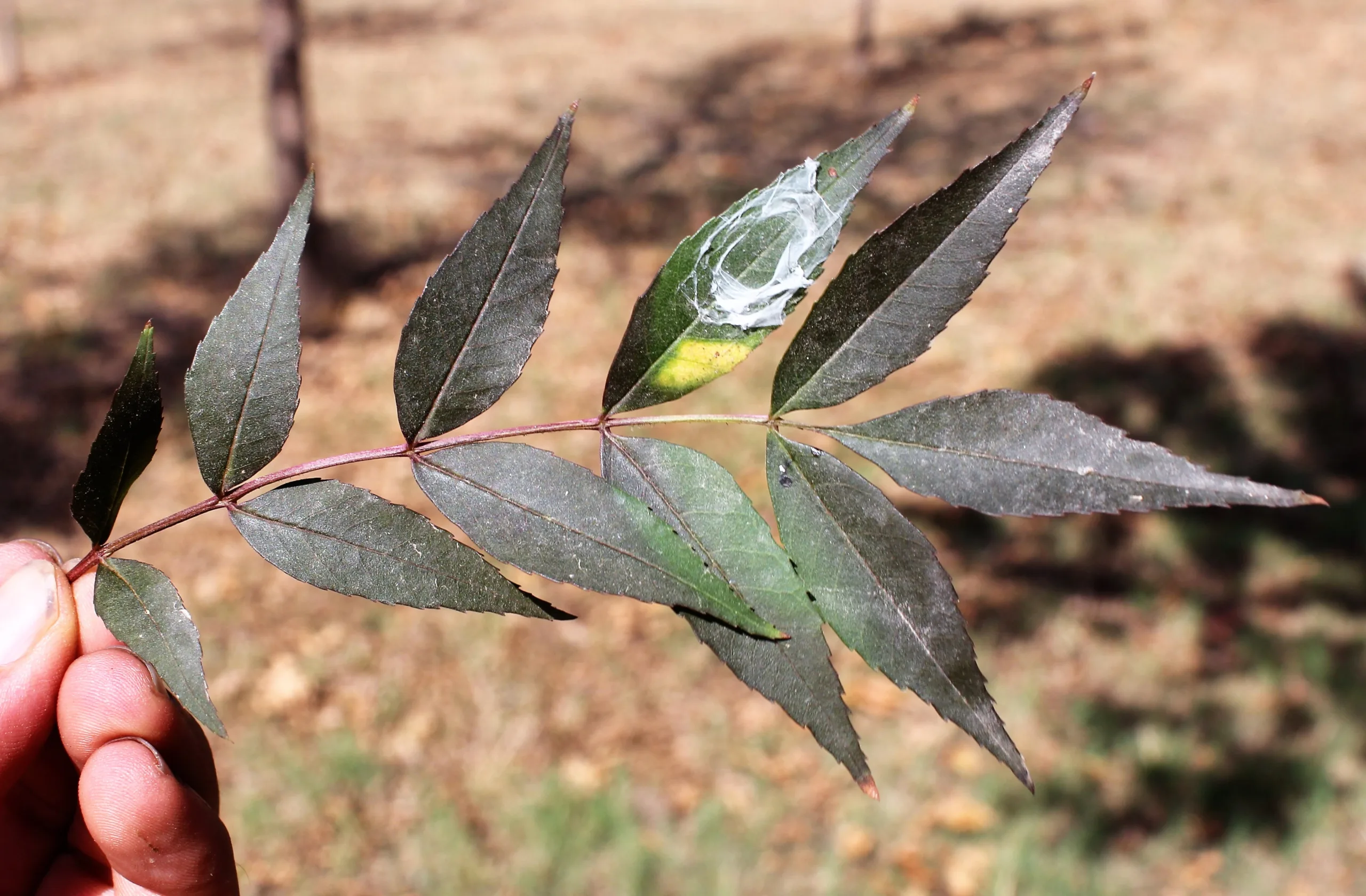 Fraxinus angustifolia subsp. oxycarpa