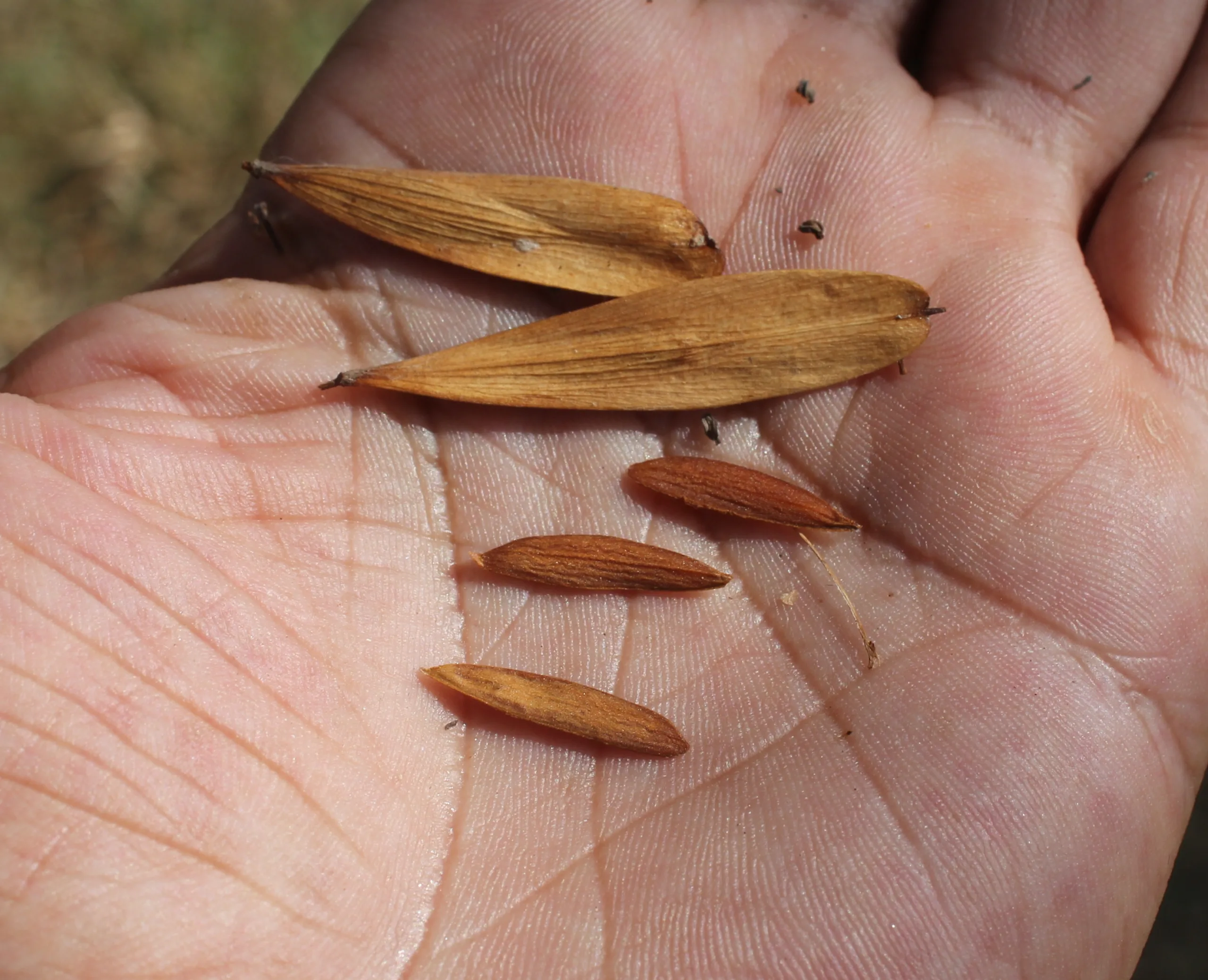 Fraxinus angustifolia subsp. oxycarpa