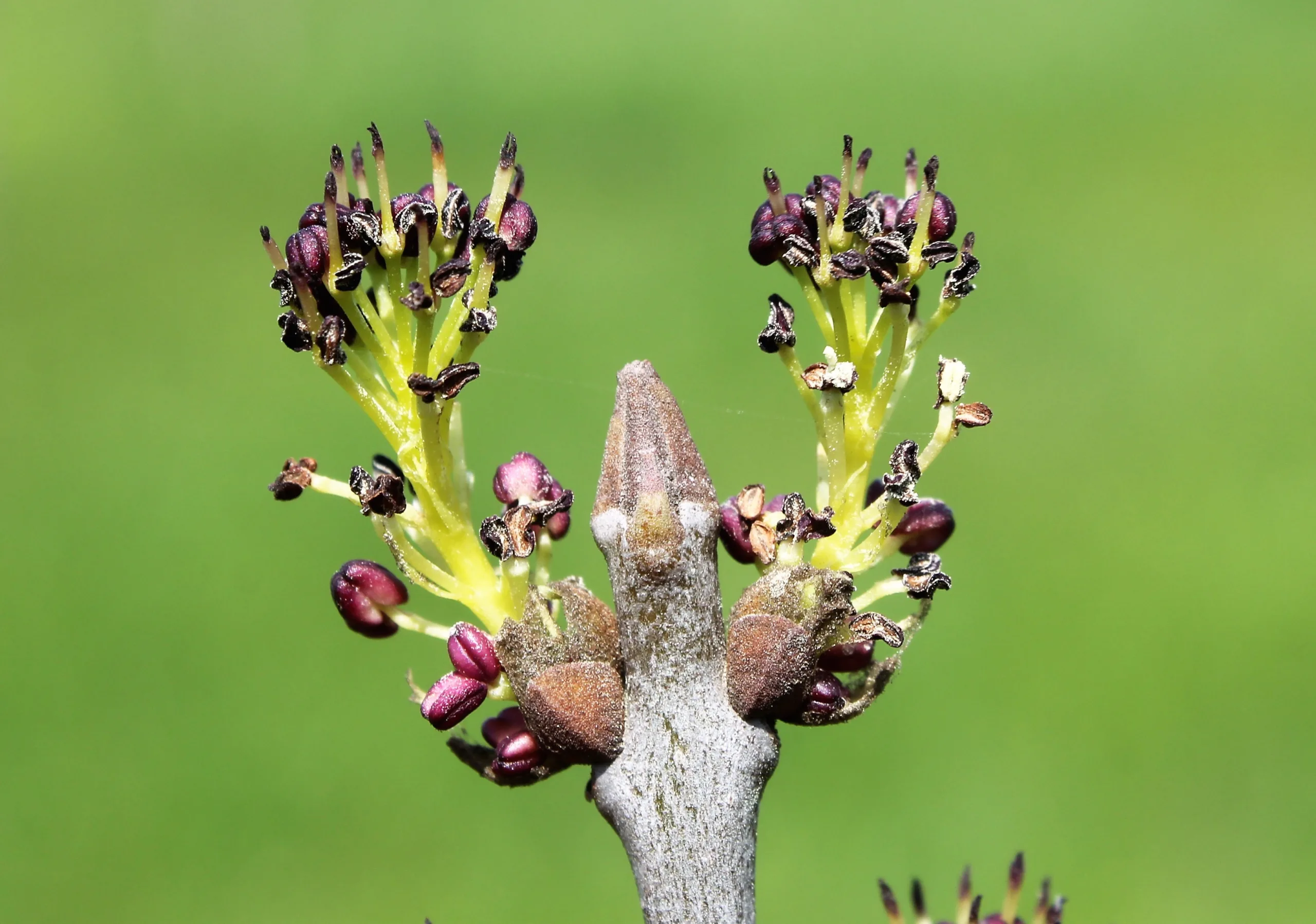 Fraxinus angustifolia subsp. oxycarpa