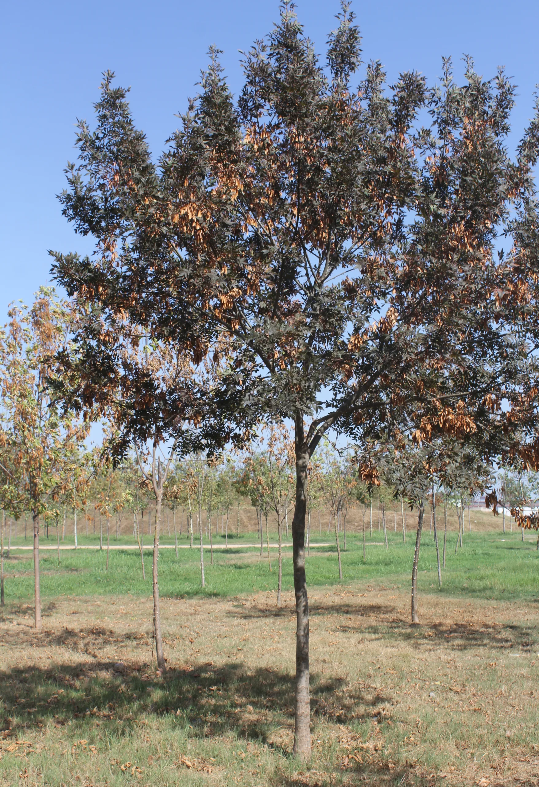 Fraxinus angustifolia subsp. oxycarpa