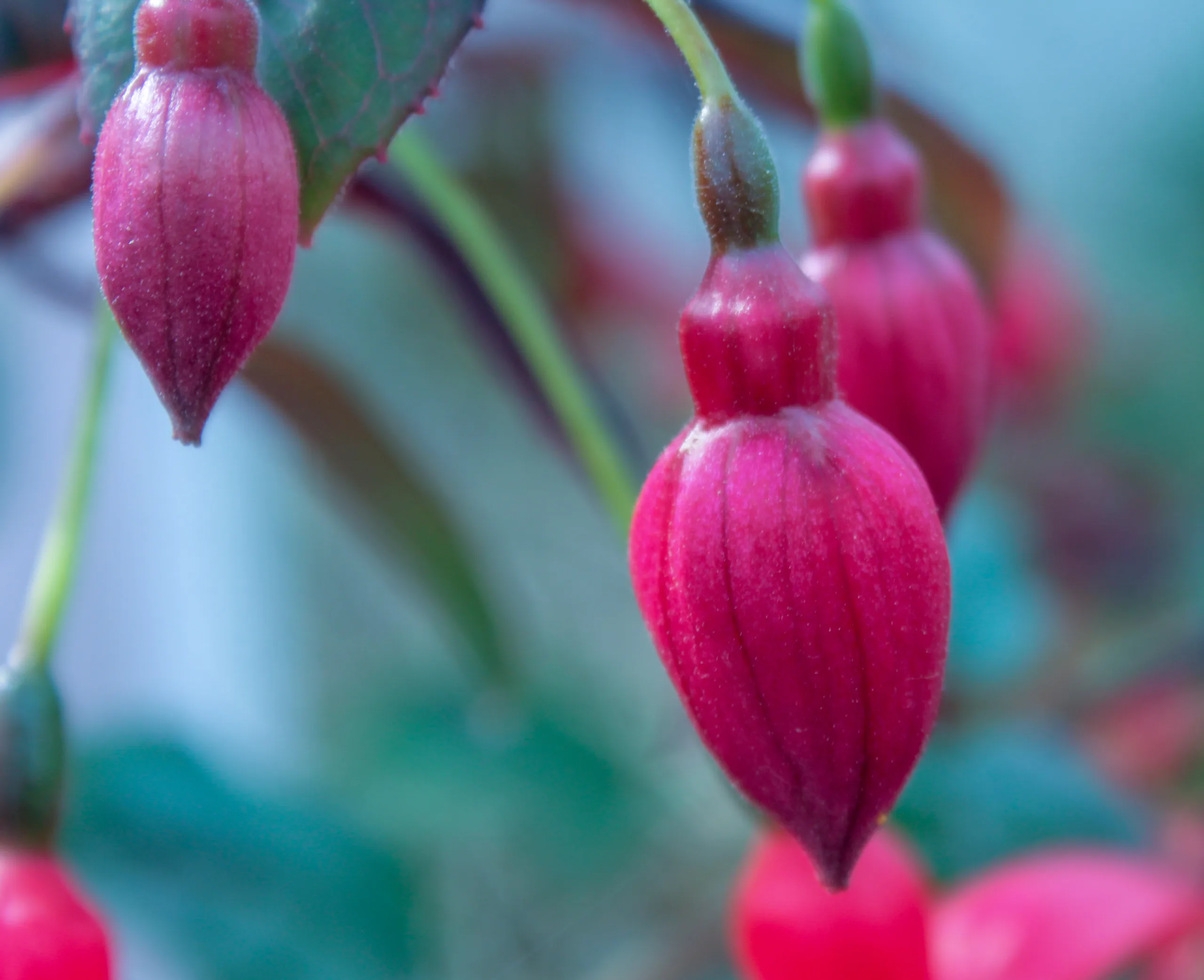 Fuchsia × standishii