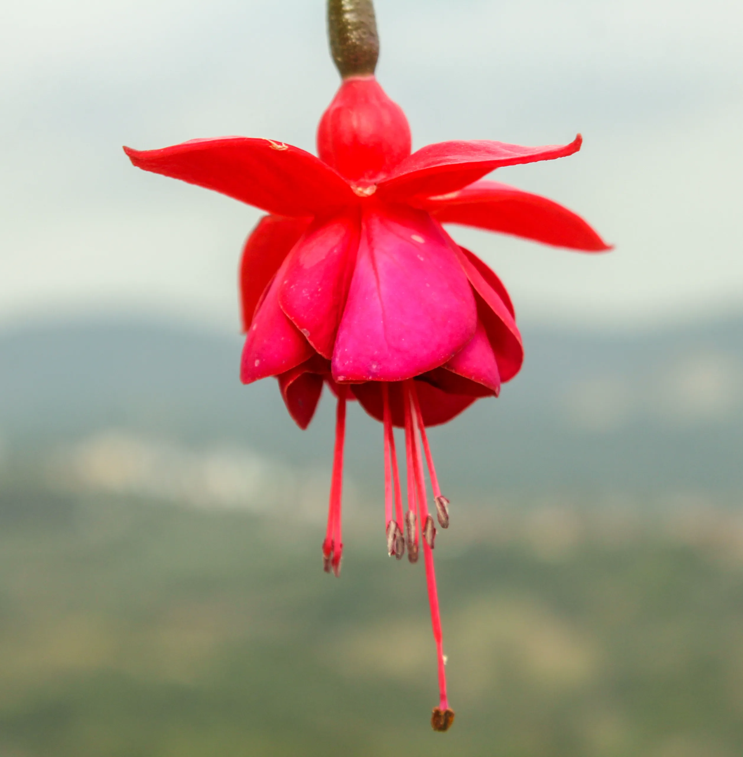 Fuchsia × standishii