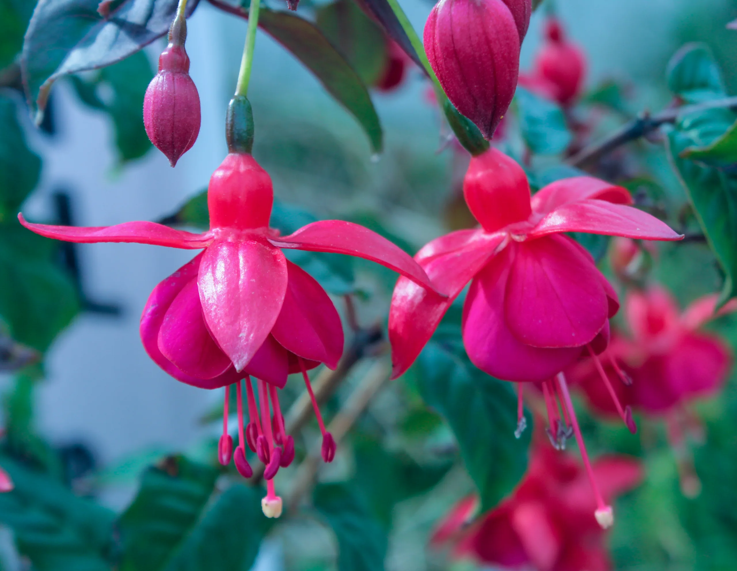 Fuchsia × standishii