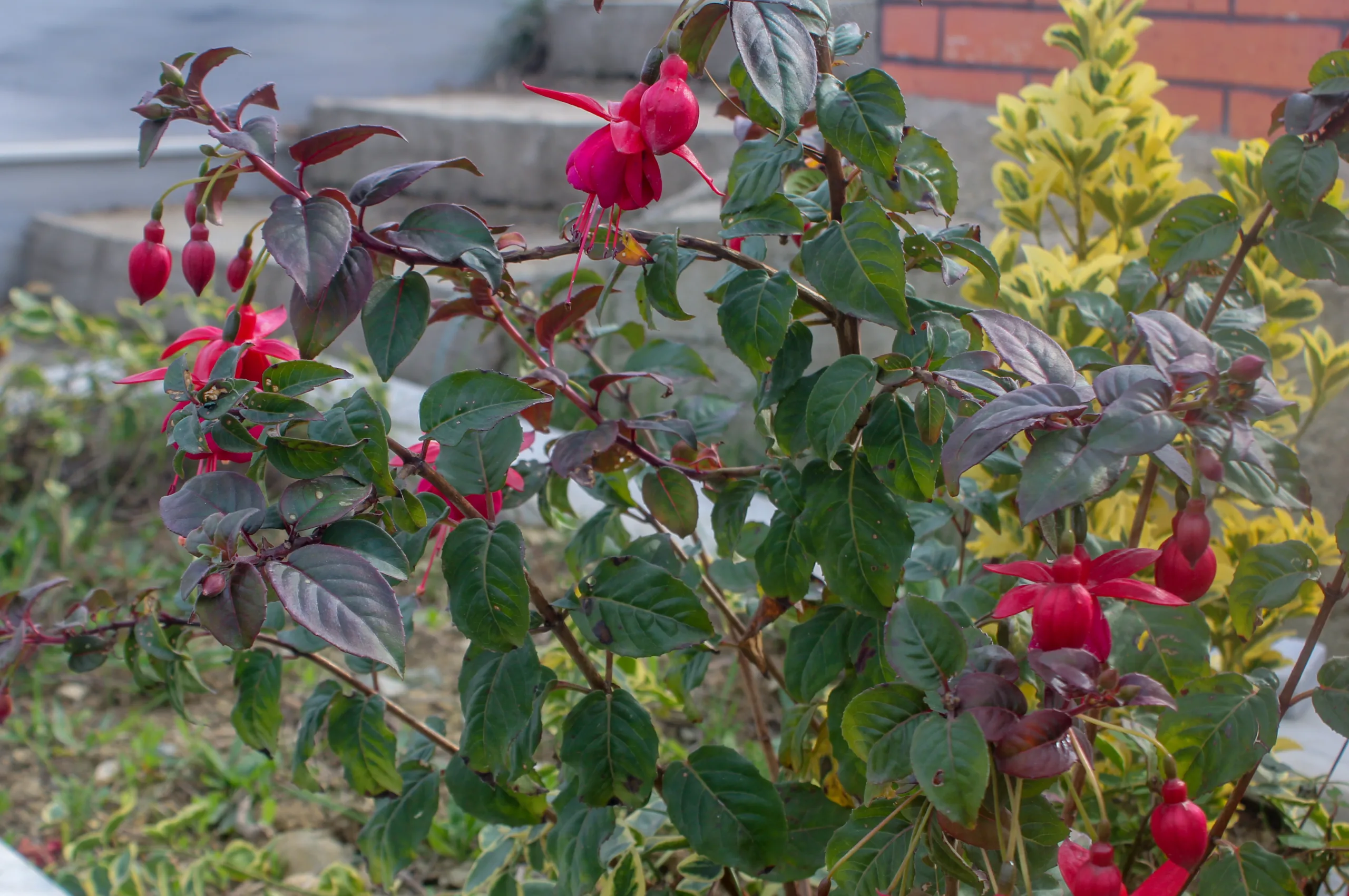 Fuchsia × standishii