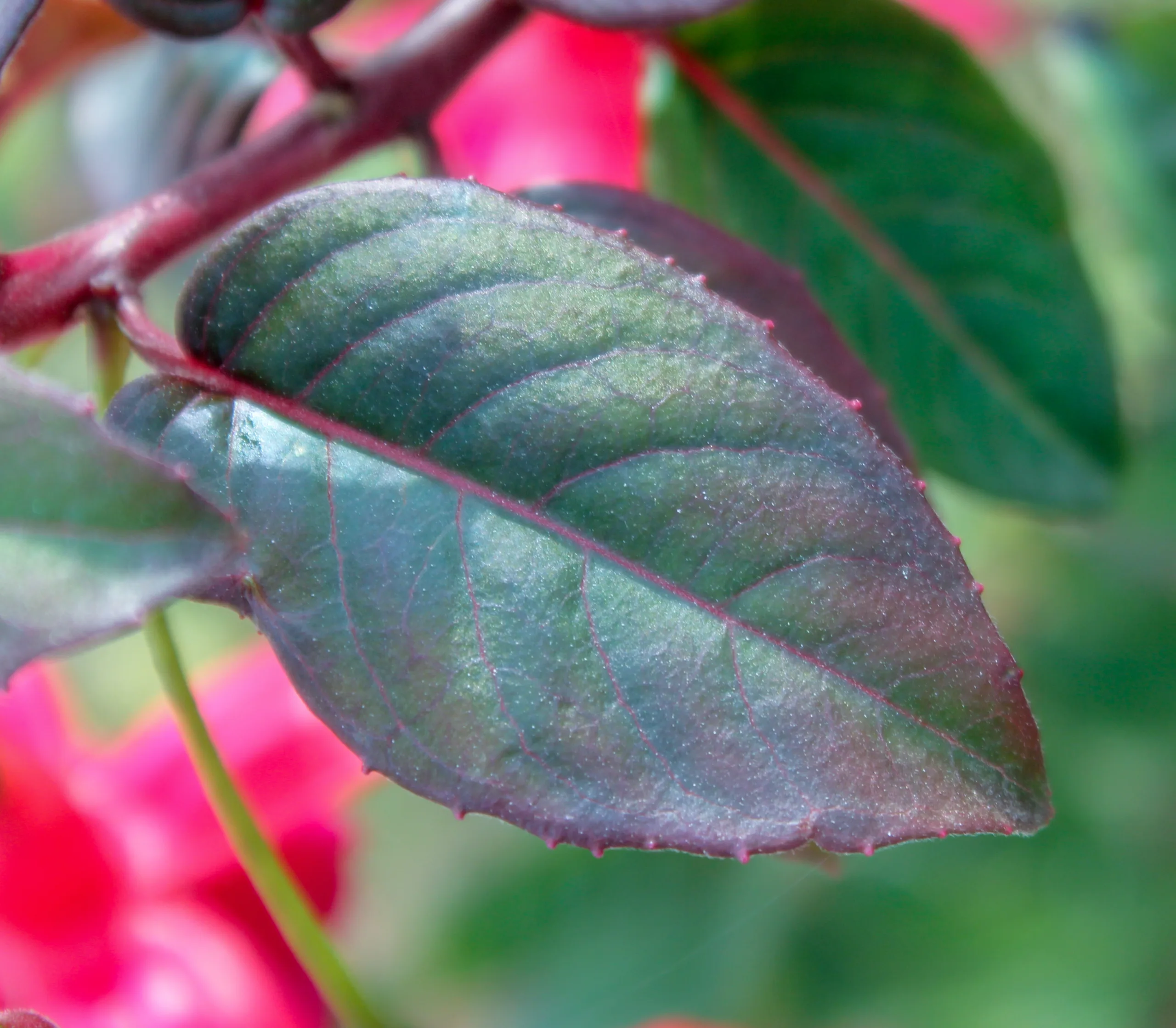 Fuchsia × standishii