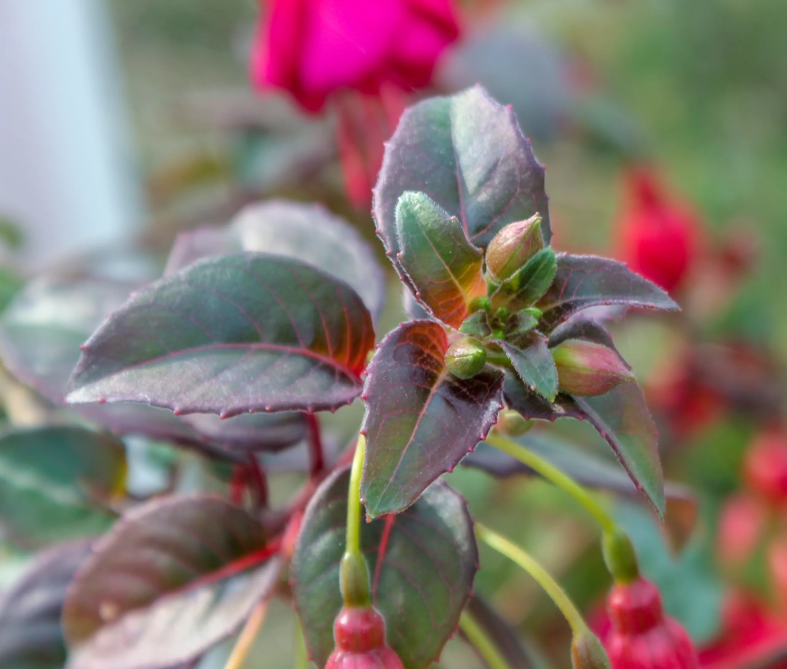 Fuchsia × standishii