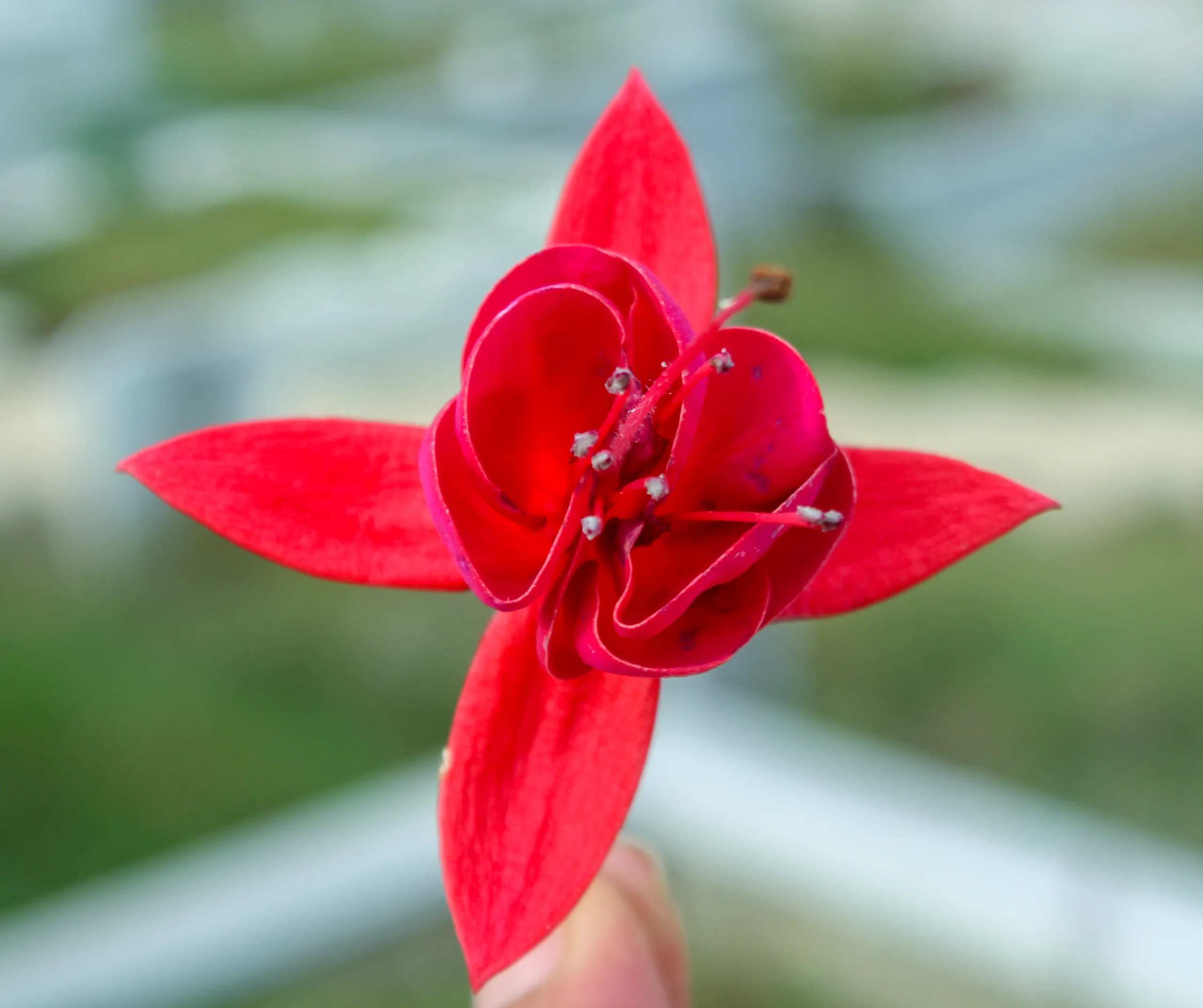 Fuchsia × standishii