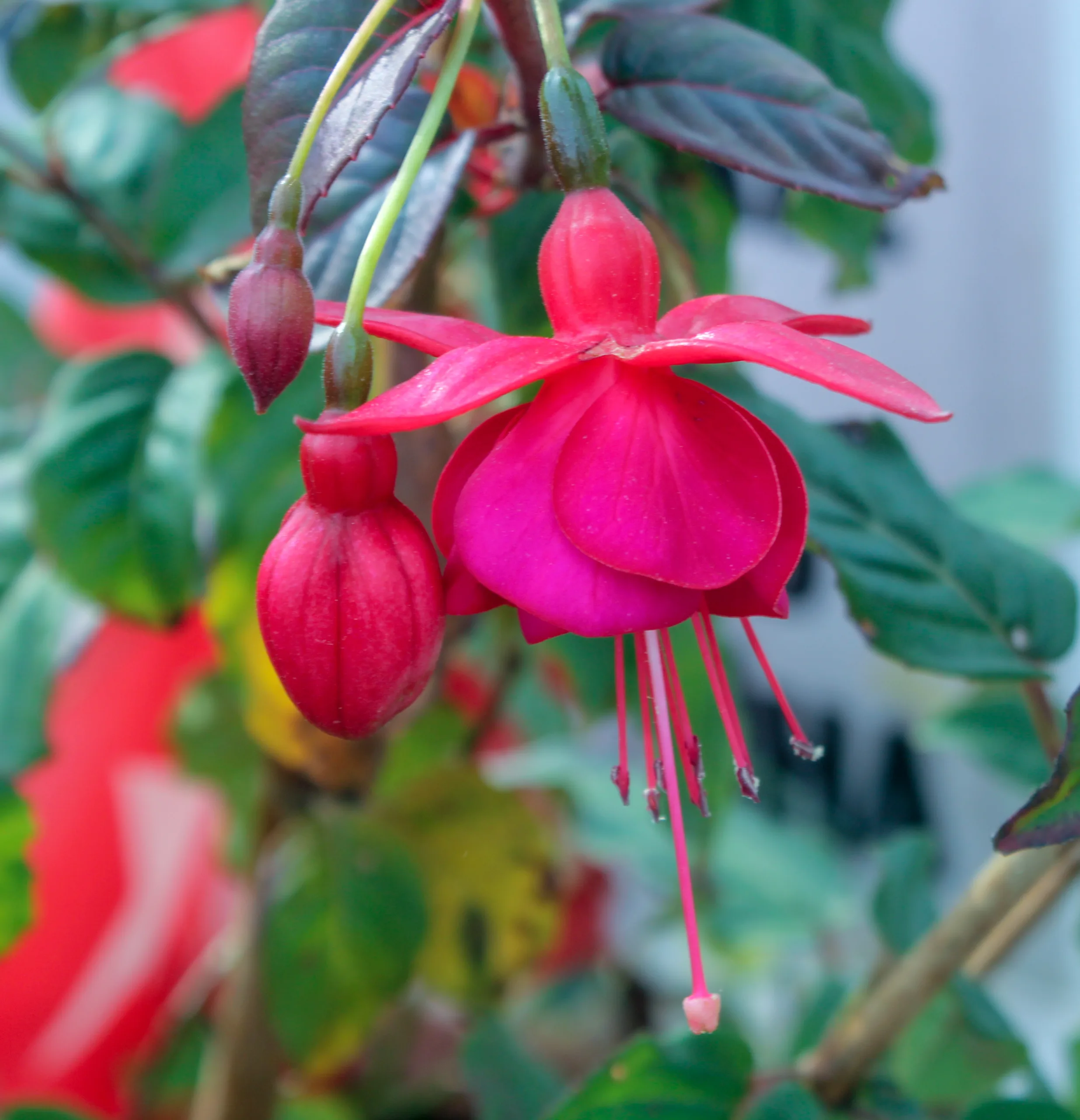 Fuchsia × standishii
