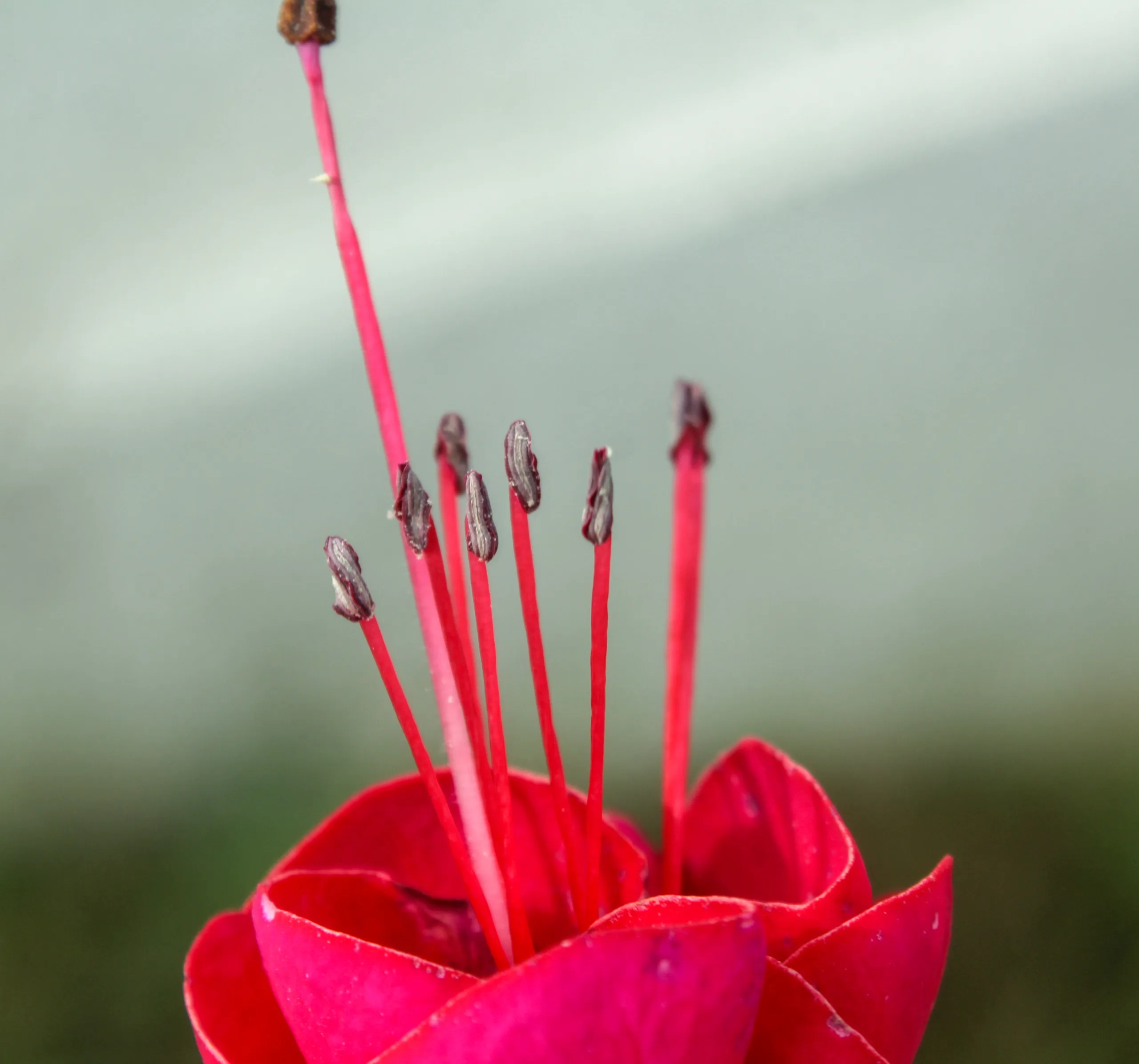 Fuchsia × standishii