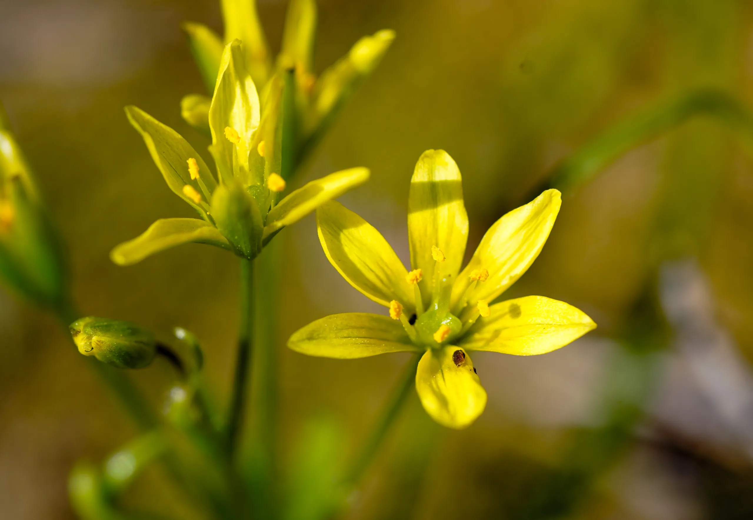 Gagea (Sarıyıldız)