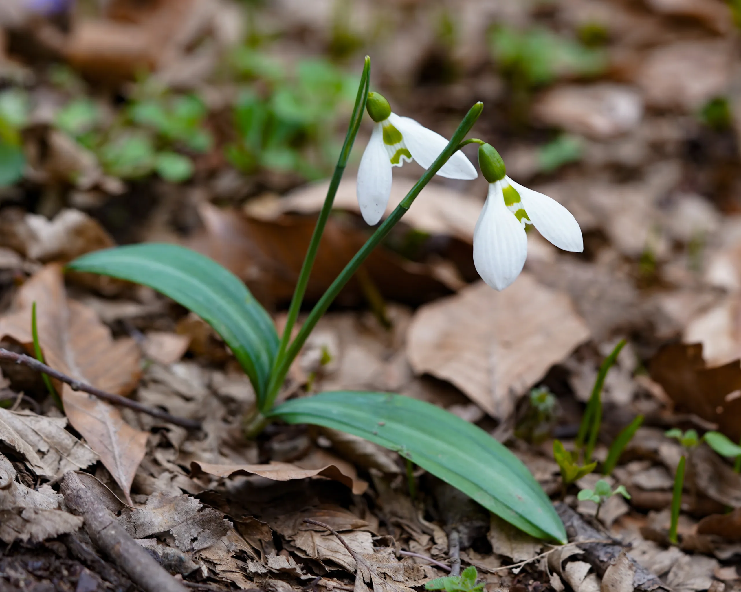 Galanthus plicatus subsp. byzantinus