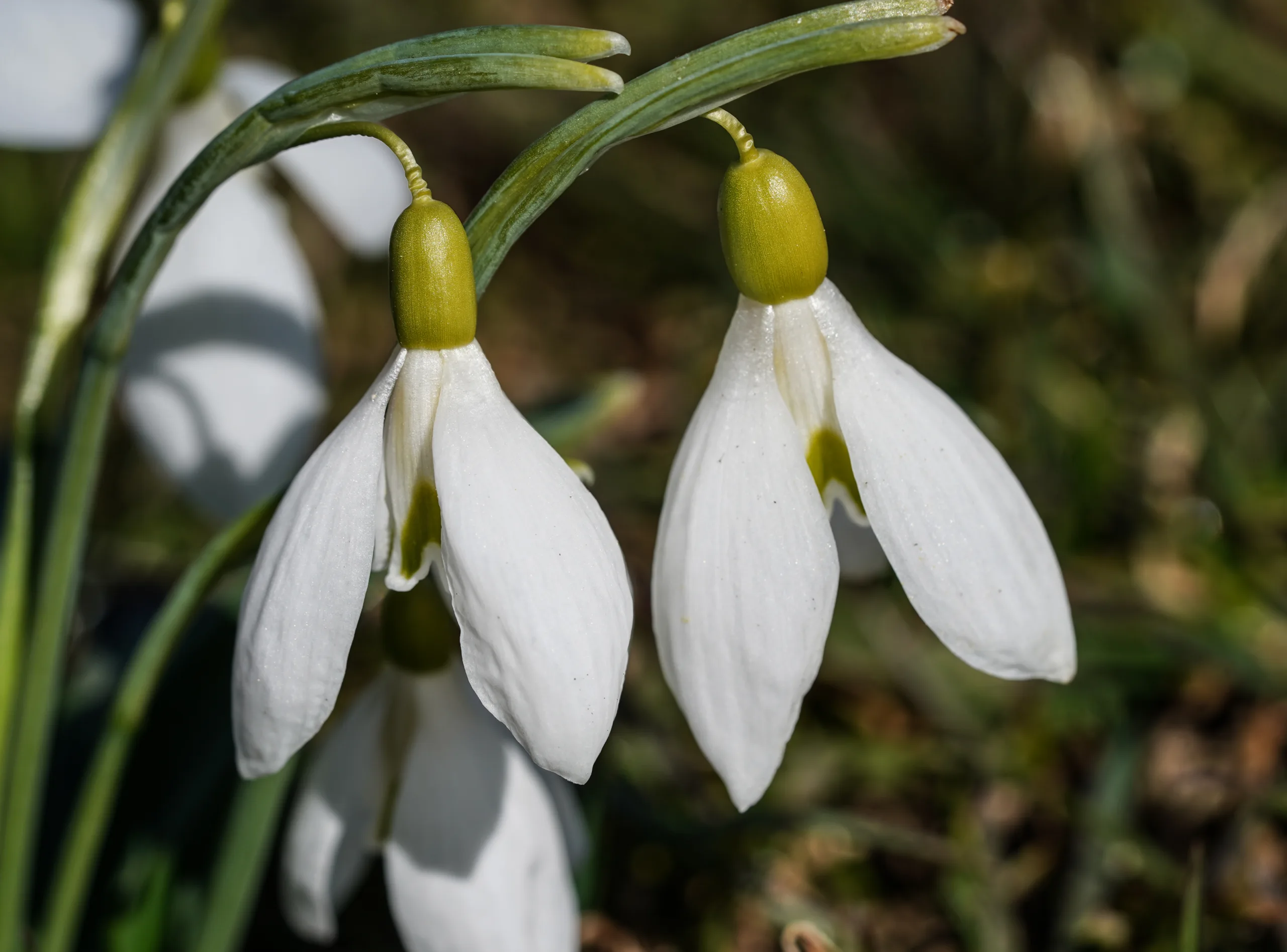 Galanthus plicatus subsp. byzantinus (Boğaz kardeleni)