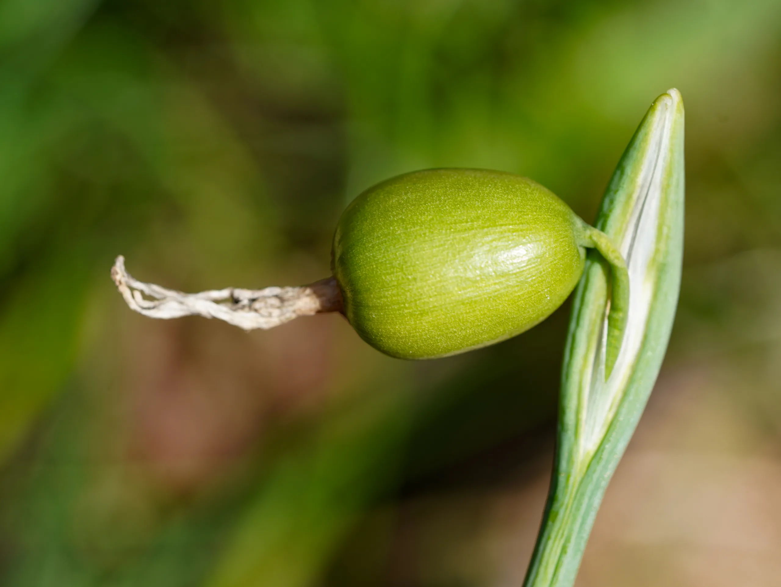Galanthus plicatus subsp. byzantinus
