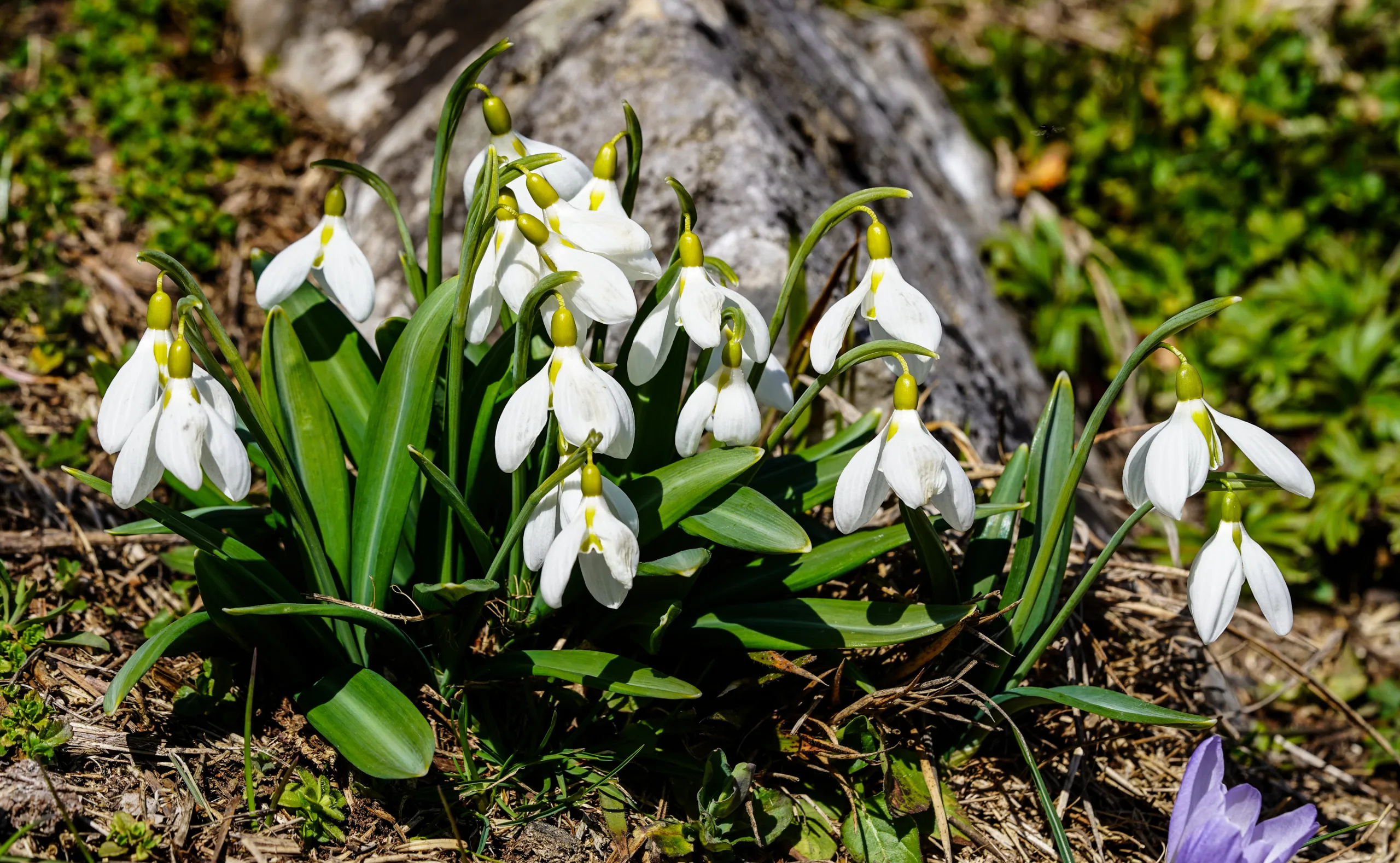 Galanthus plicatus subsp. byzantinus