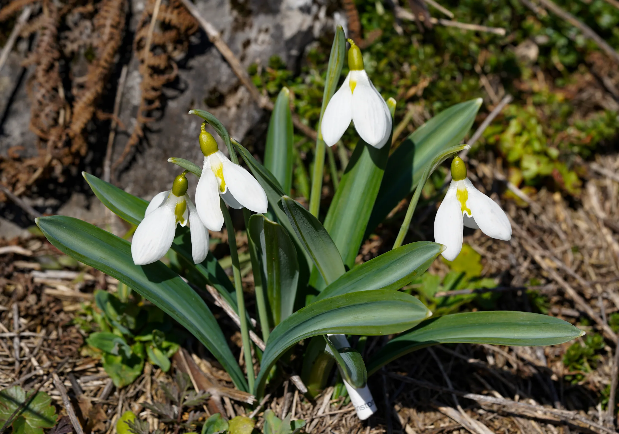 Galanthus plicatus subsp. byzantinus