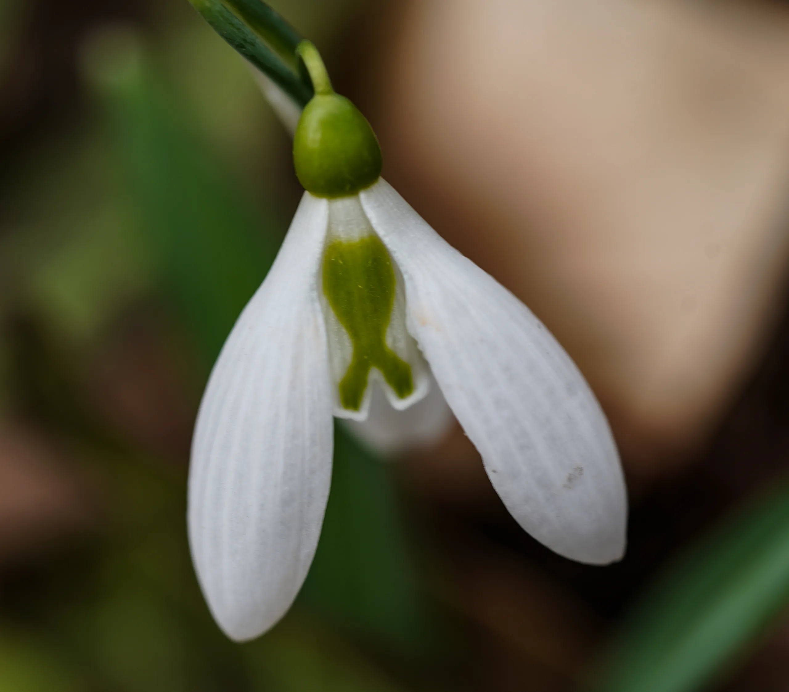 Galanthus plicatus subsp. byzantinus