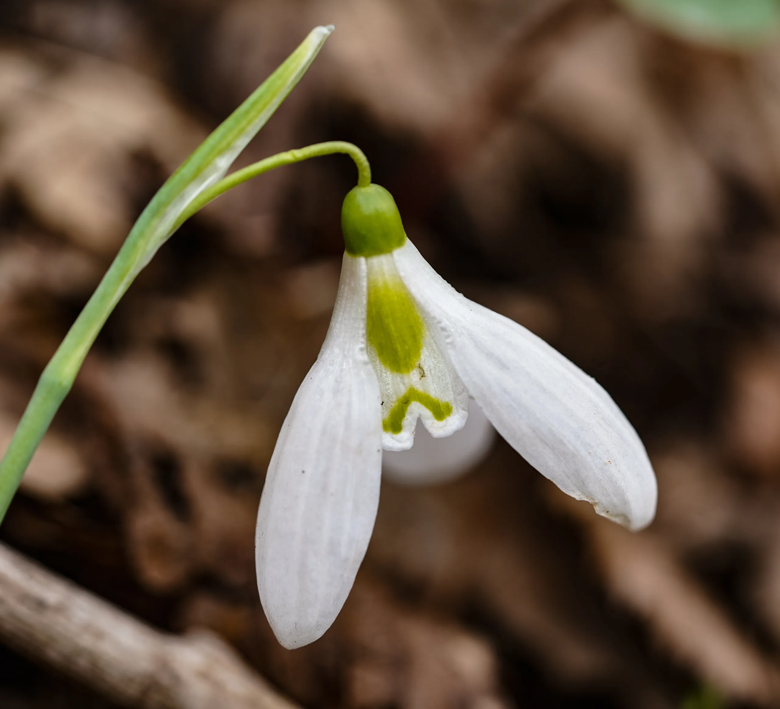 Galanthus plicatus subsp. byzantinus