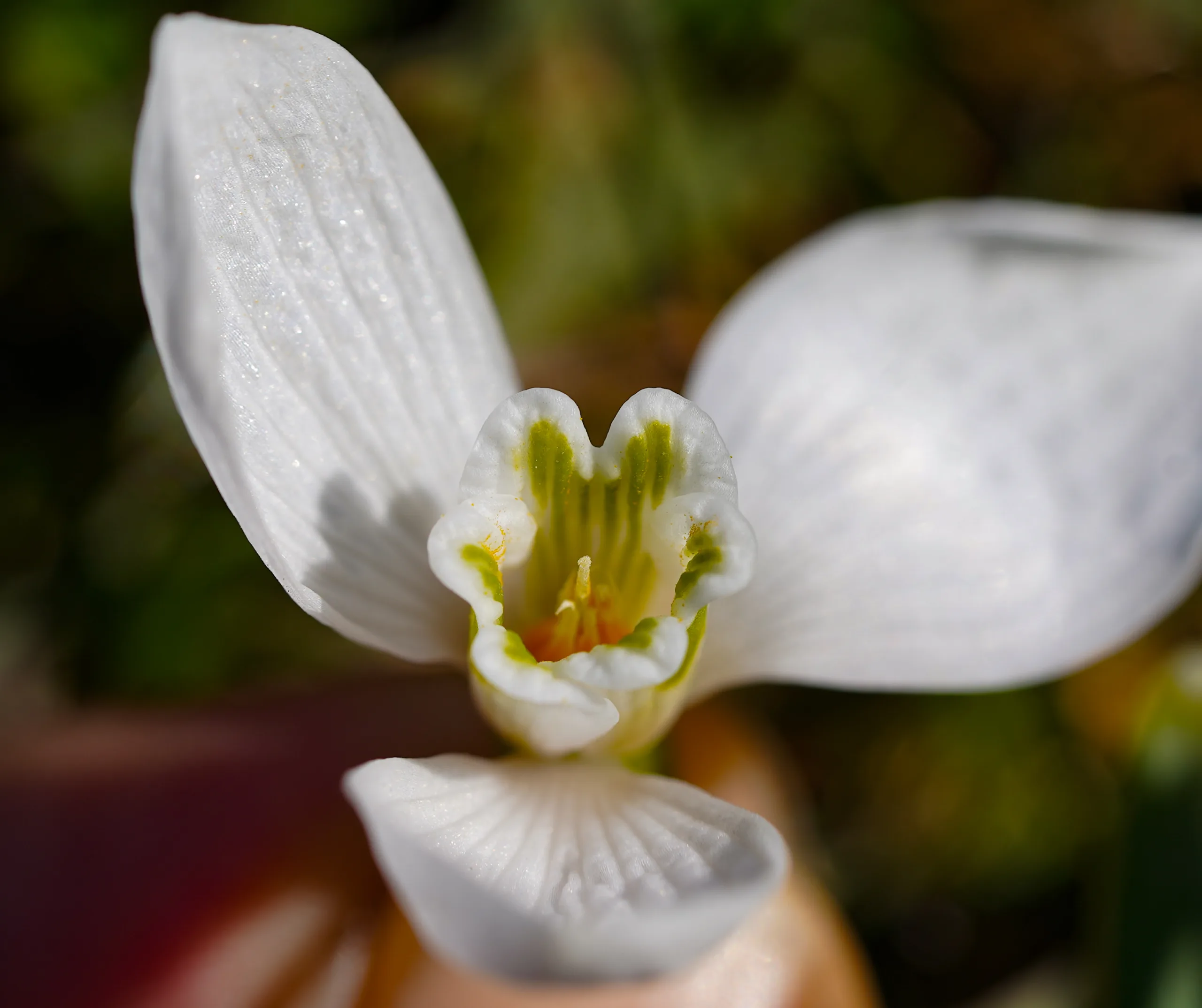 Galanthus plicatus subsp. byzantinus