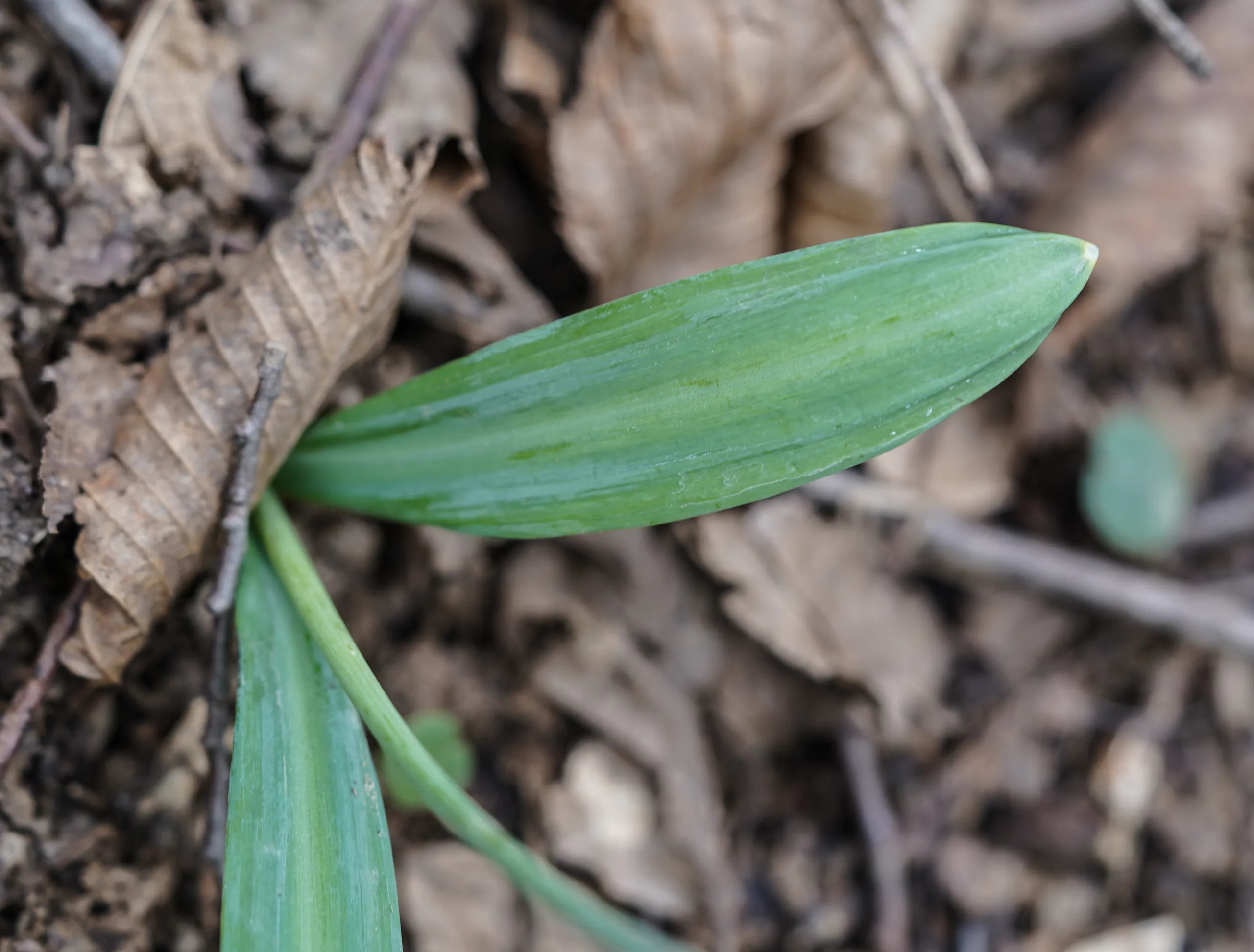 Galanthus plicatus subsp. byzantinus
