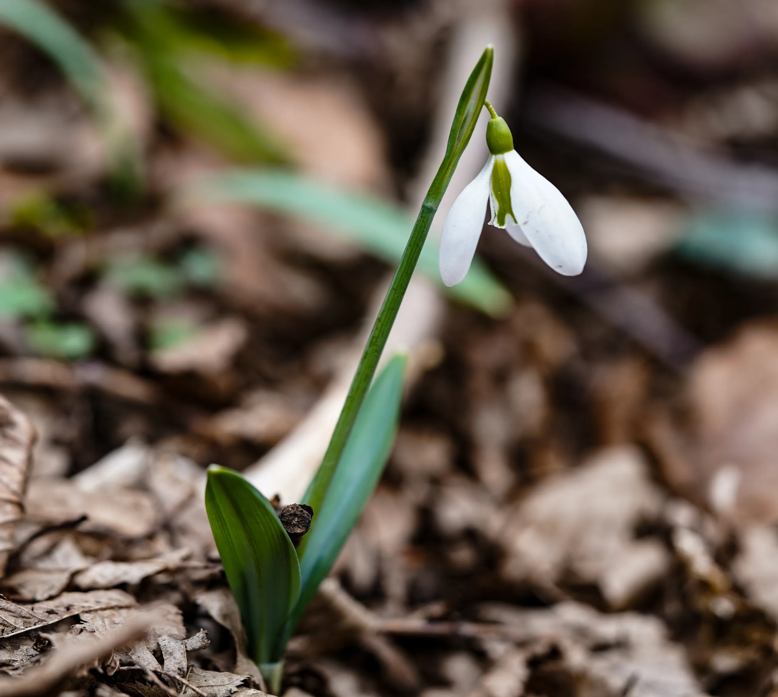 Galanthus plicatus subsp. byzantinus