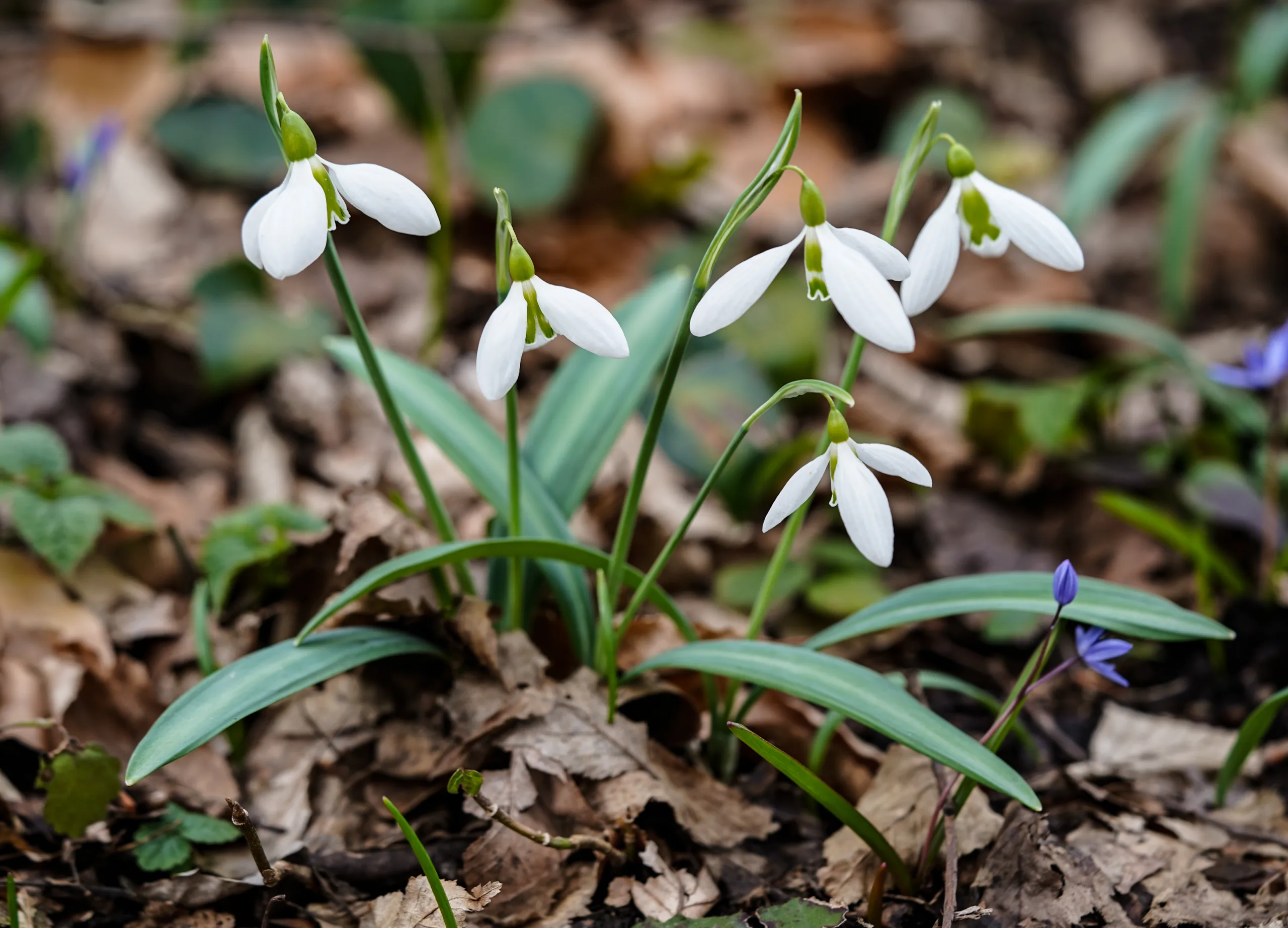 Galanthus plicatus subsp. byzantinus