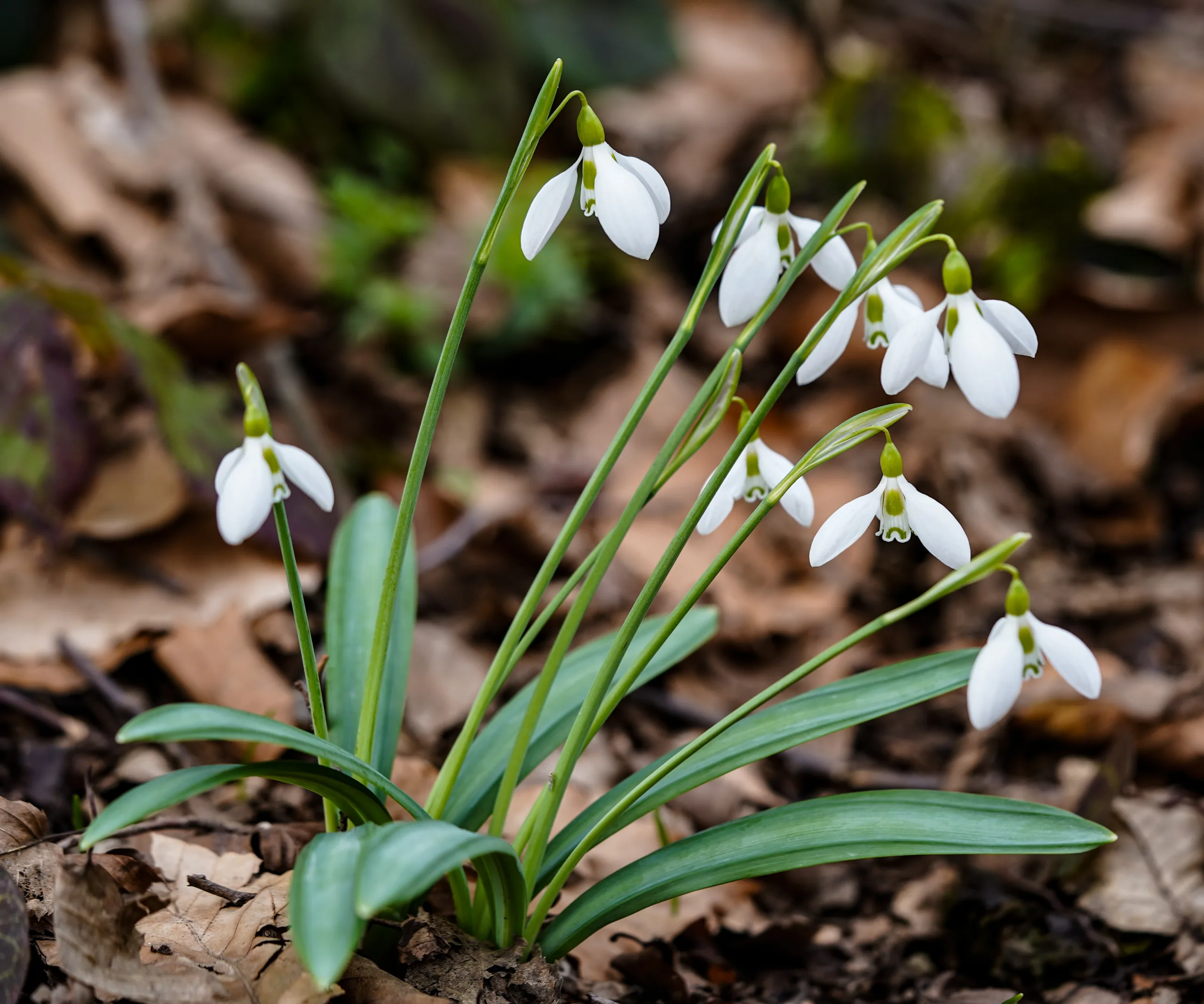 Galanthus plicatus subsp. byzantinus