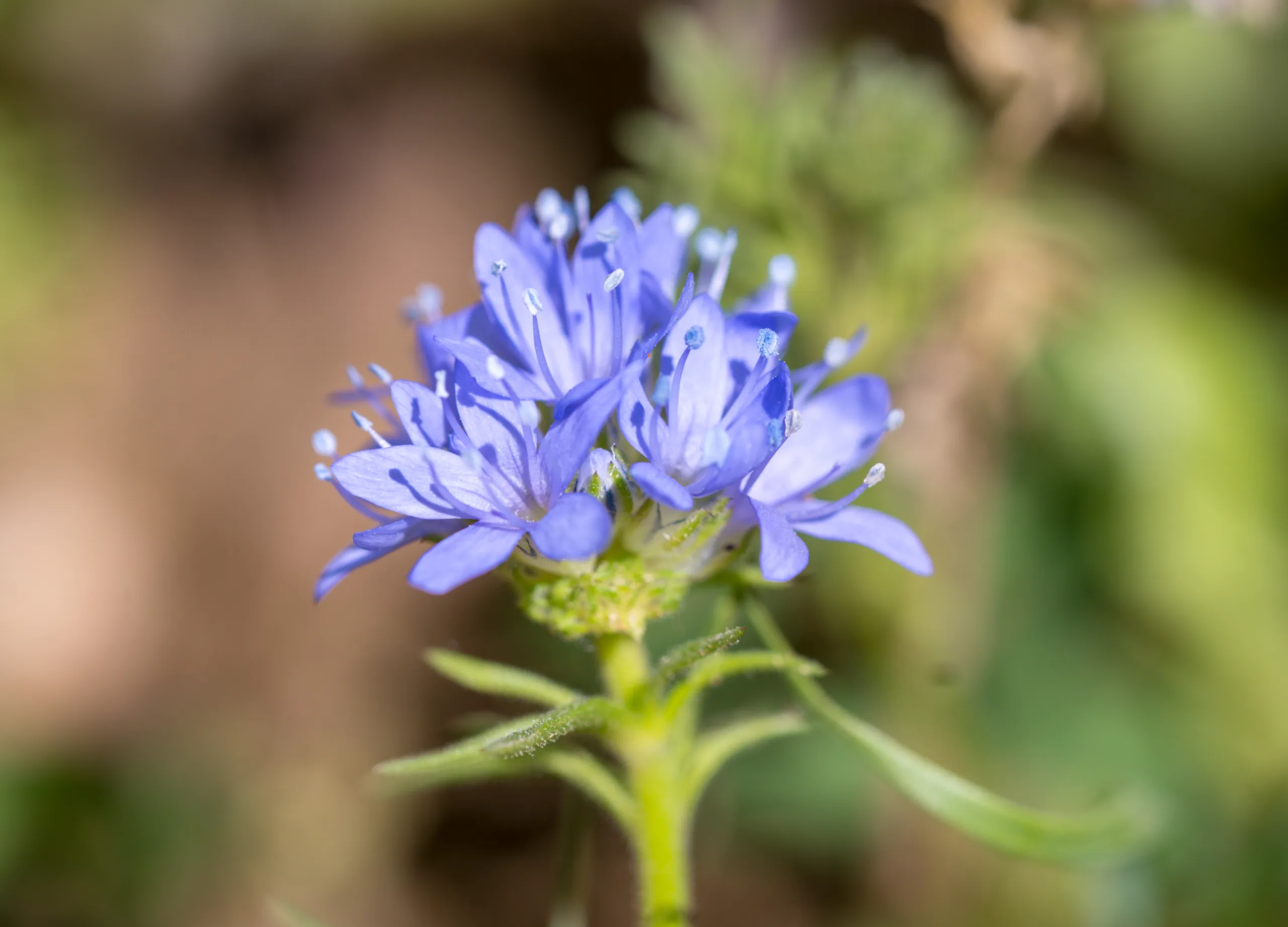 Gilia capitata