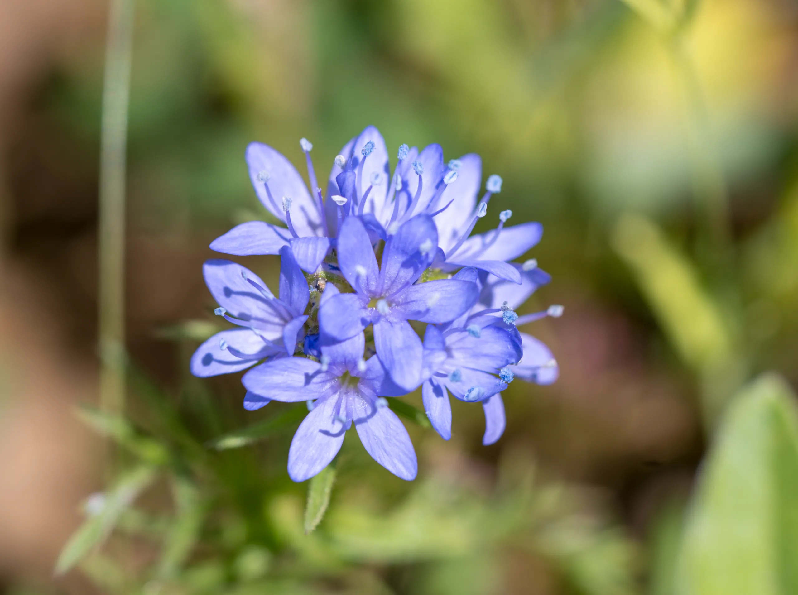 Gilia capitata (Mavi kuşgözü)